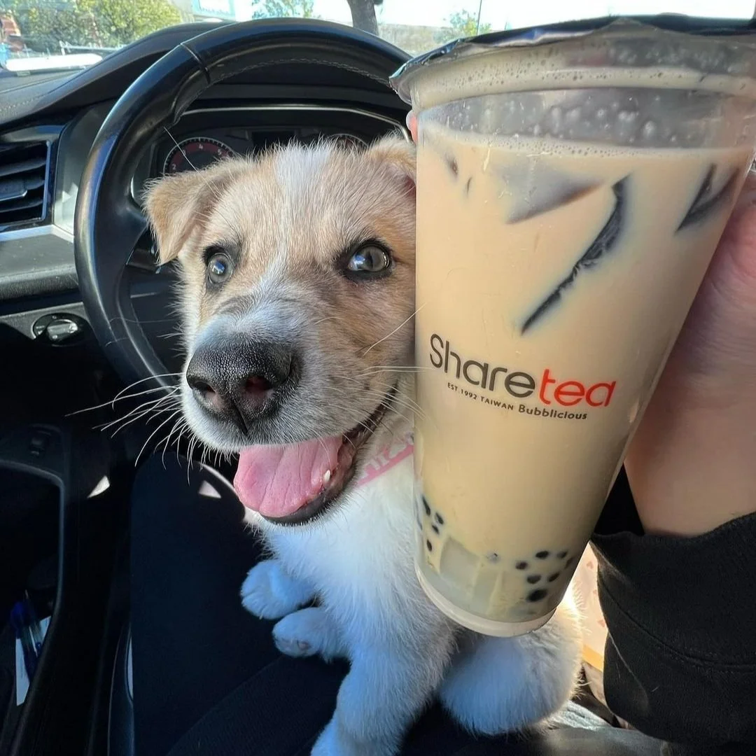 The Ultimate Guide: 8 Best Boba Tea &amp; Desserts Near UCLA (2026 Student-Approved)