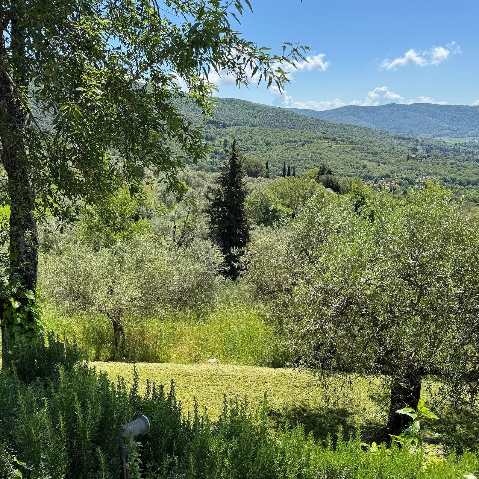 Scenic view of a lush green landscape with trees, shrubs, and mountains under a partly cloudy blue sky.
