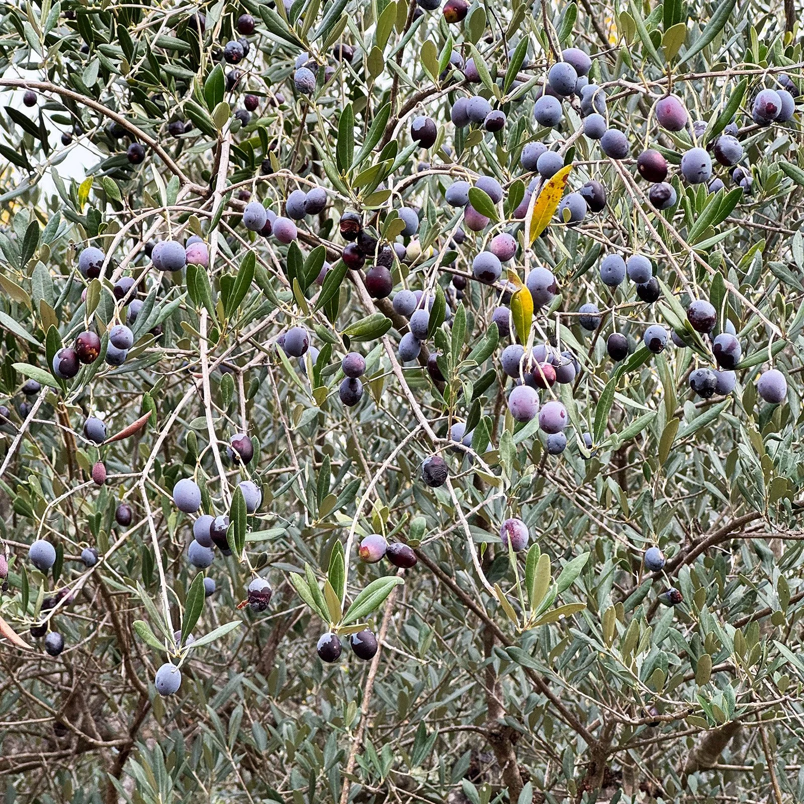 Close-up of an olive tree with clusters of ripe black and purple olives among green leaves.