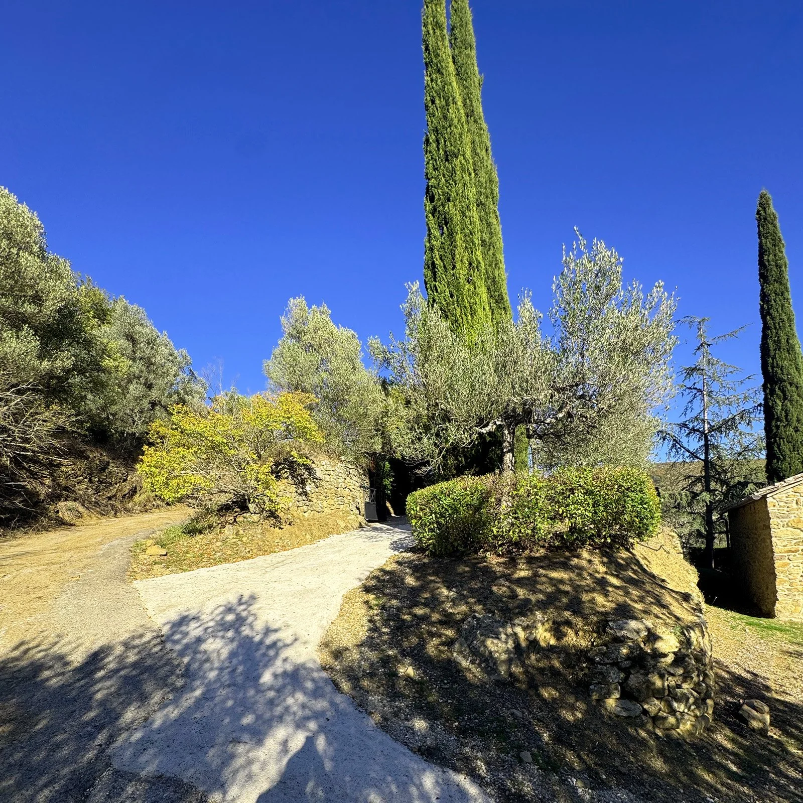 A sunny outdoor scene with a paved pathway leading uphill, surrounded by various trees including tall cypress, illuminated bushes, and a stone building on the right, under a clear blue sky.