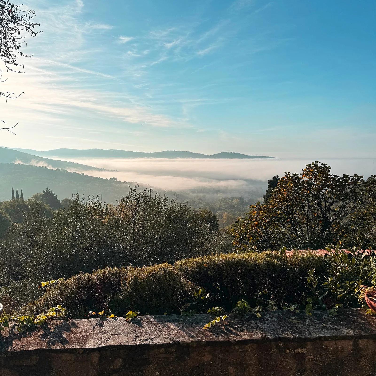 Scenic view of rolling hills and mountains covered in fog, with a blue sky and wispy clouds above, and trees and shrubs in the foreground.