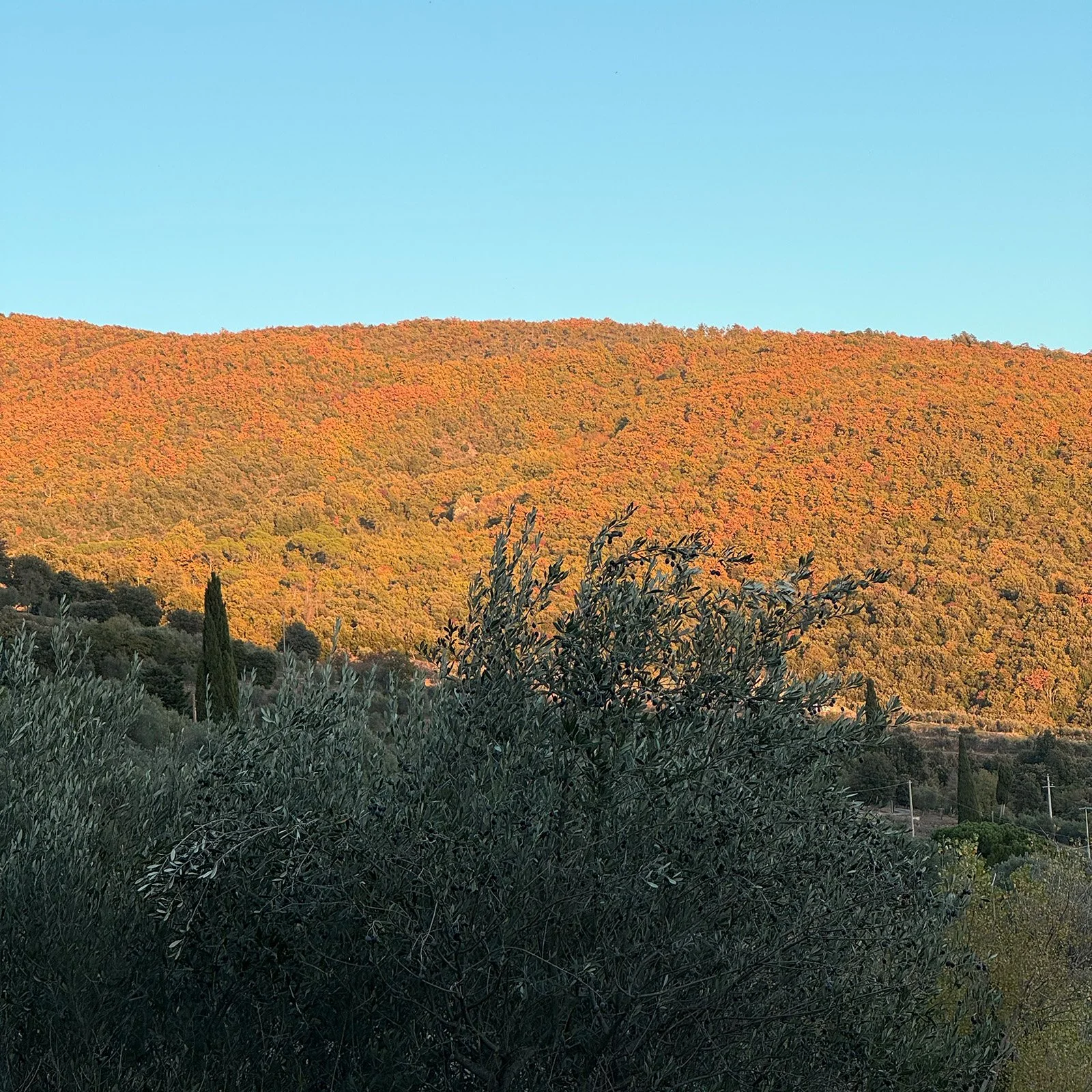 Hills covered with trees in fall colors, with a clear blue sky overhead and some green bushes in the foreground.