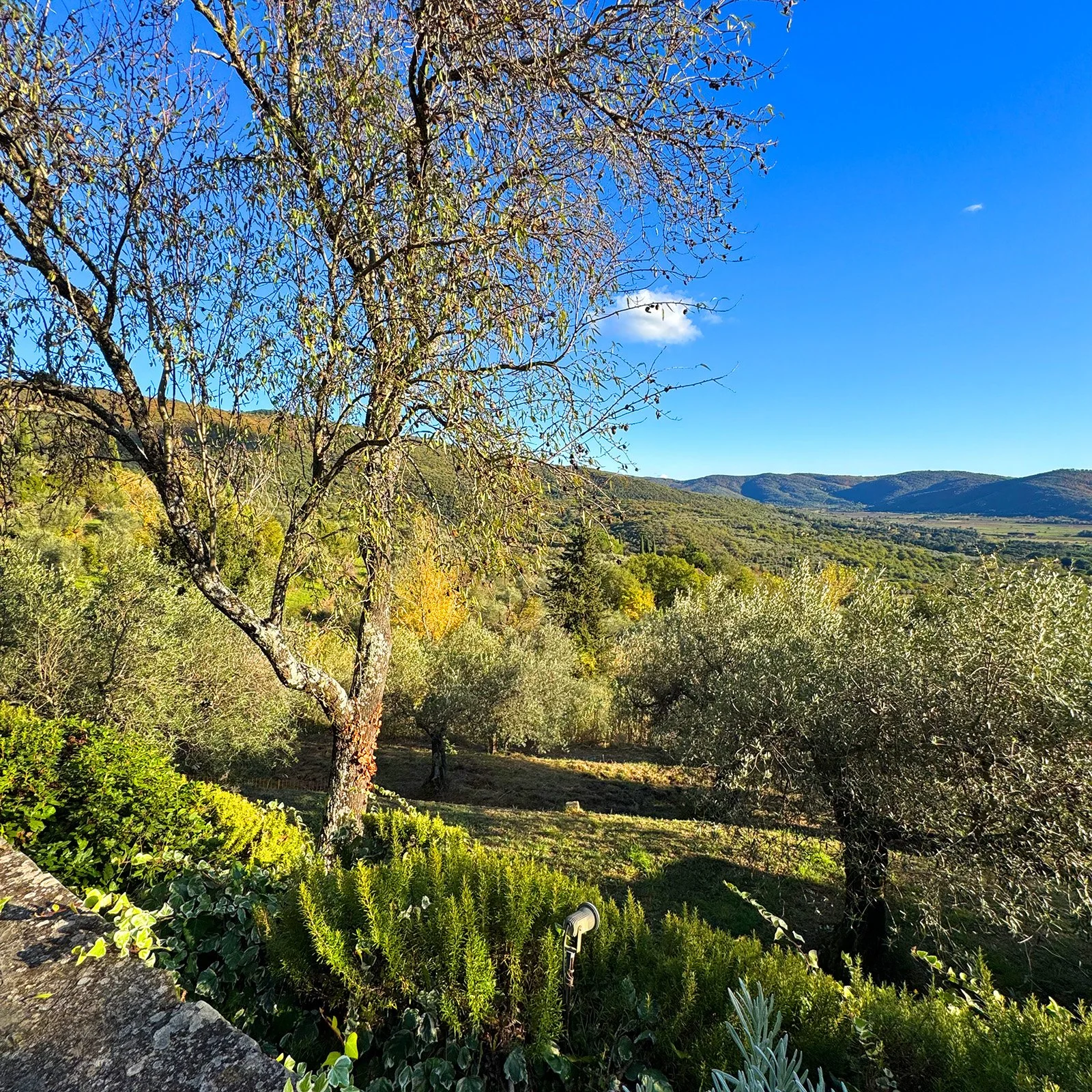 A landscape with a tree in the foreground, surrounded by green bushes and distant rolling hills under a clear blue sky.