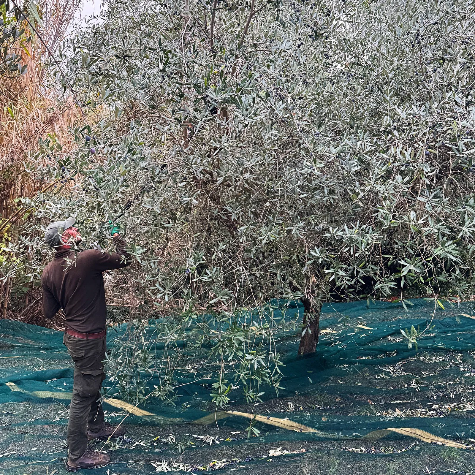 A person harvesting olives from a tree with a green net spread on the ground below.