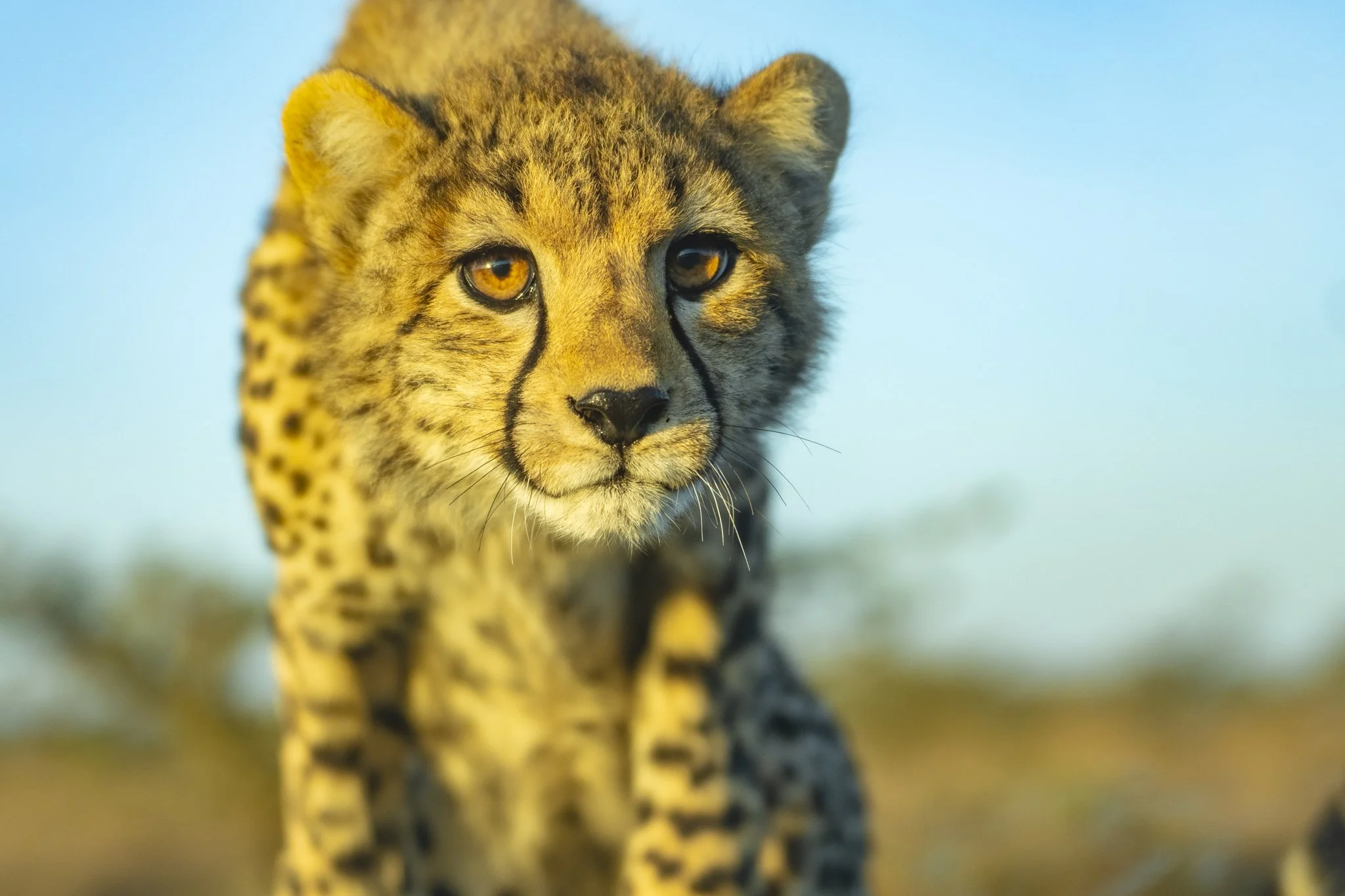 A close-up of a young cheetah with golden eyes, black tear marks on its face, and fur covered in black spots, standing outdoors against a blurred natural background.