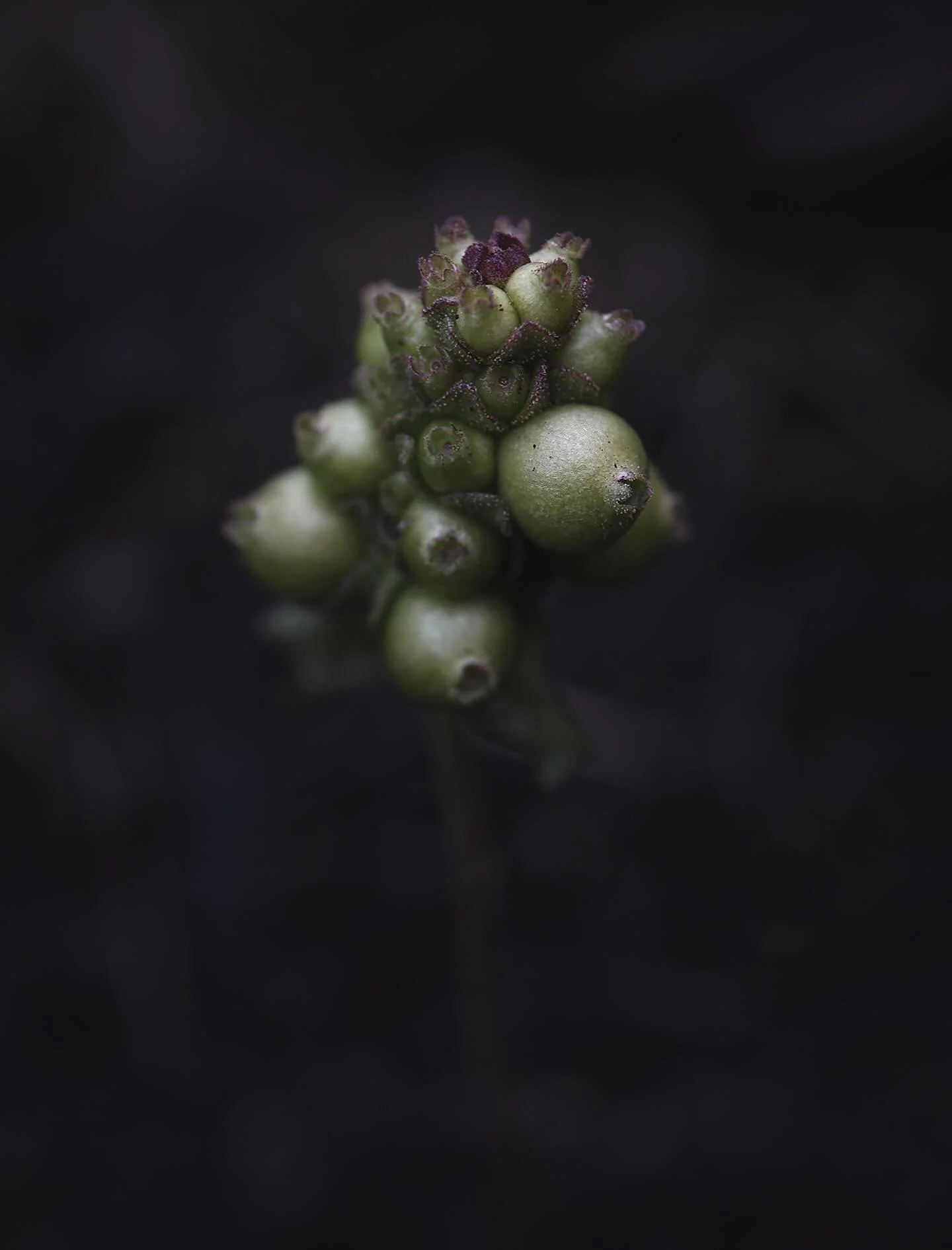 Lonicera periclymenum - Villkaprifol

#villkaprifol 
#lonicerapericlymenum 
#hagedesign
@norskehagedesignere