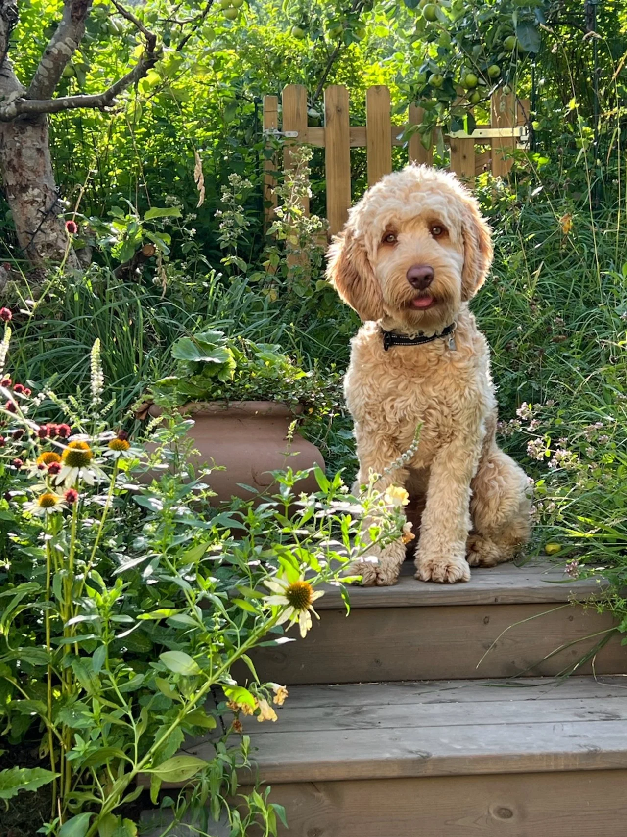 En hund som sitter på en tretrapp i en hage, omgitt av frodig grøntområde og blomstrende blomster, med sollys som filtrerer gjennom trærne.