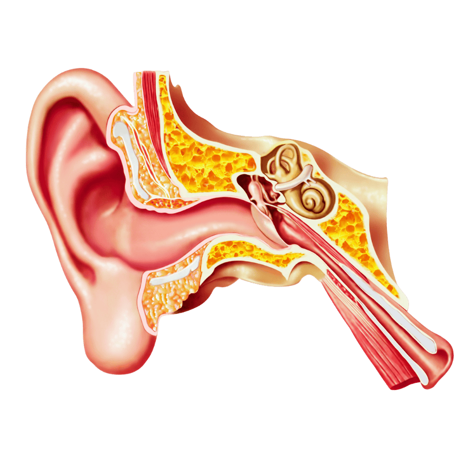 Specialist hearing loss treatment and personalised solutions at Orchard Hearing in Sandbach, Cheshire.