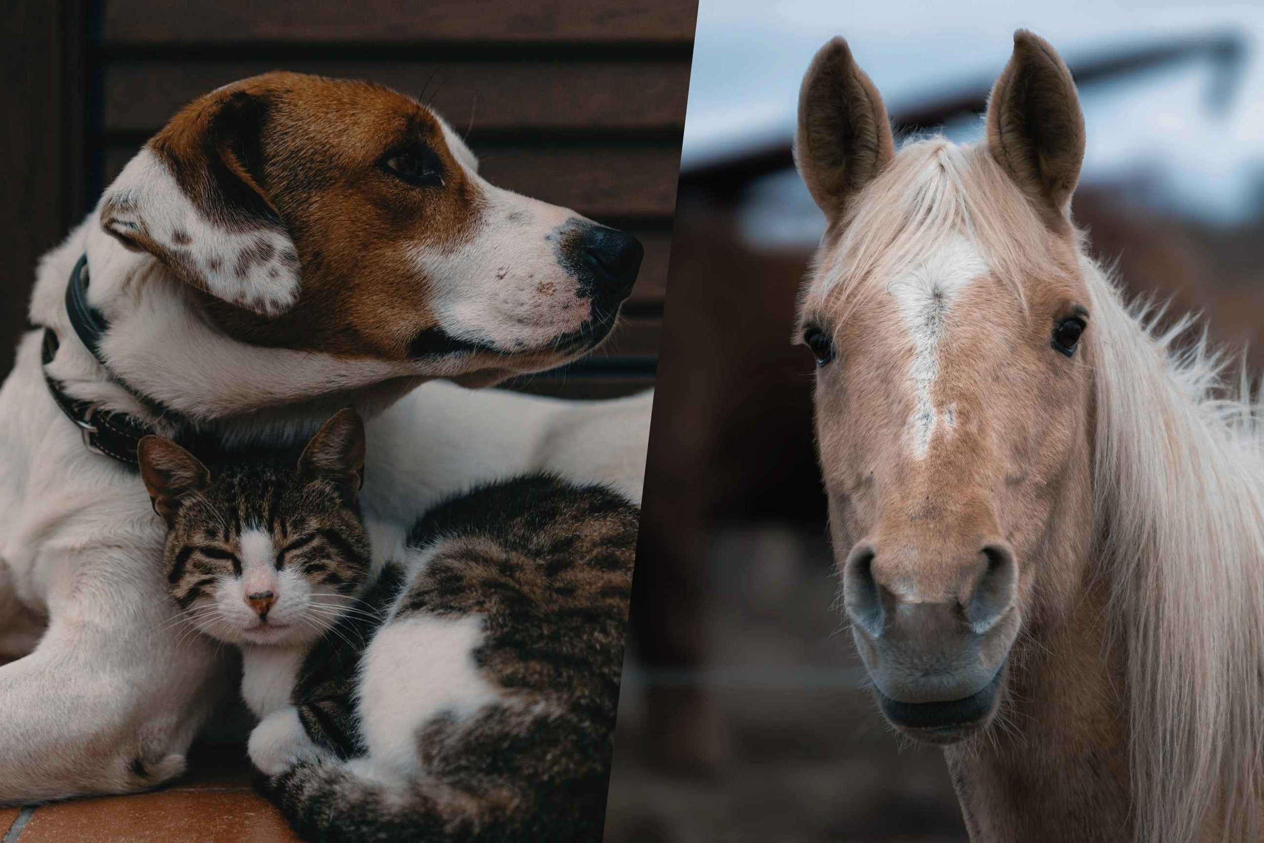 A dog, a cat and a horse