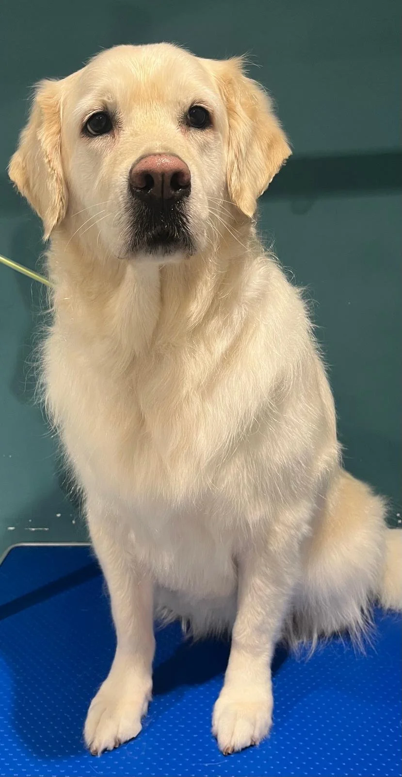 Two black and brown mixed-breed dogs sitting on a blue mat in front of a white brick wall. The dog on the left has a shaggy coat, and the dog on the right has a smooth coat with its tongue hanging out.