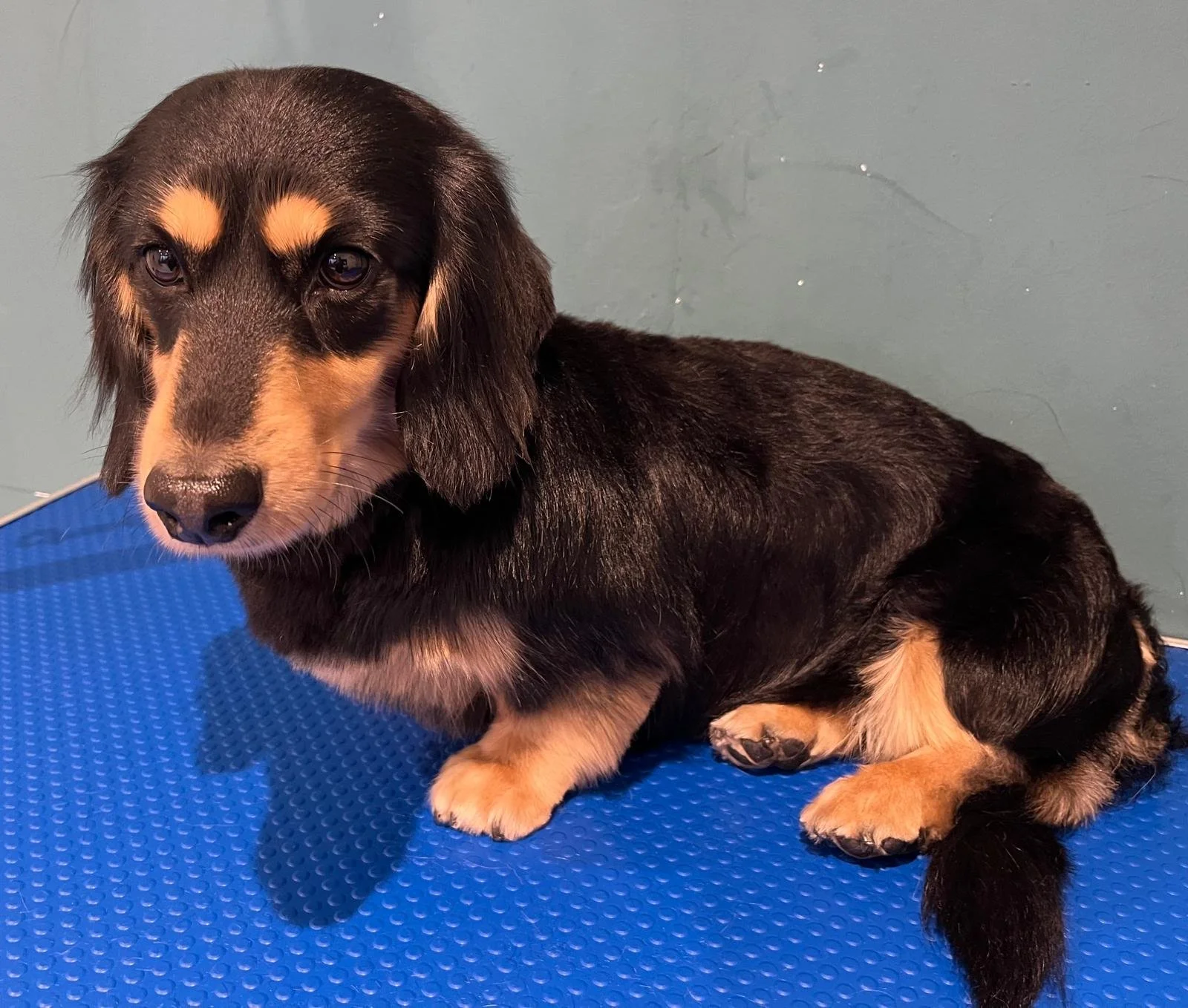 Two small dogs on a grooming table in a pet salon, with grooming equipment and a tiled floor.