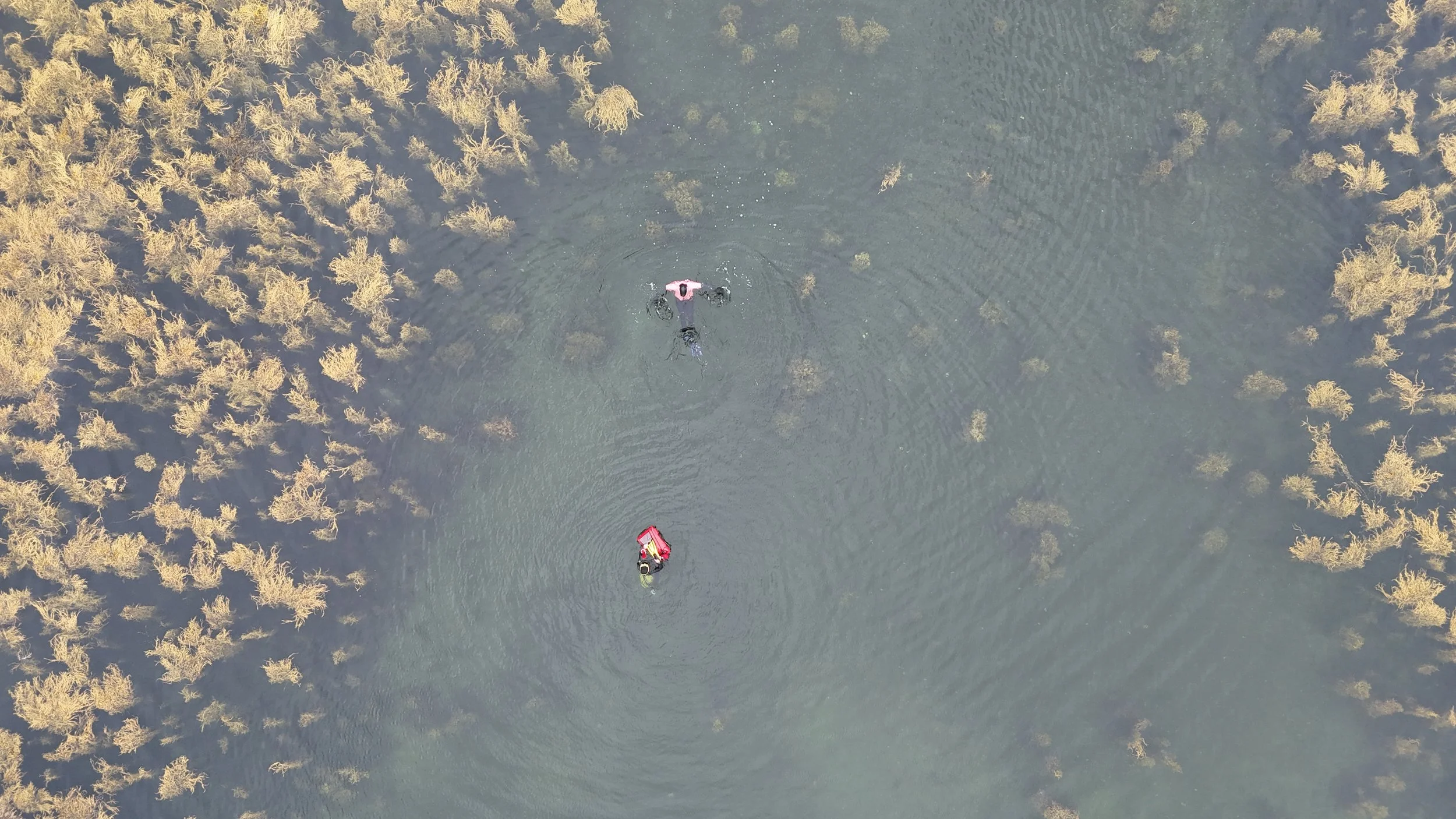 Snorkelling the sea loch from Borradill with Seatrek Scotland, Ardnamurchan, Scotland