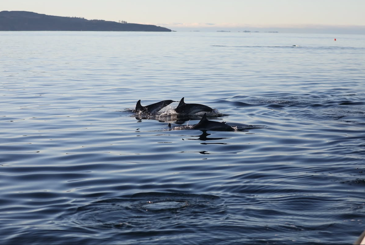 Pod of dolphins spotted Wildlife boat adventure from Borradill Loch Sunart at Borradill, Ardnamurchan, Scotland