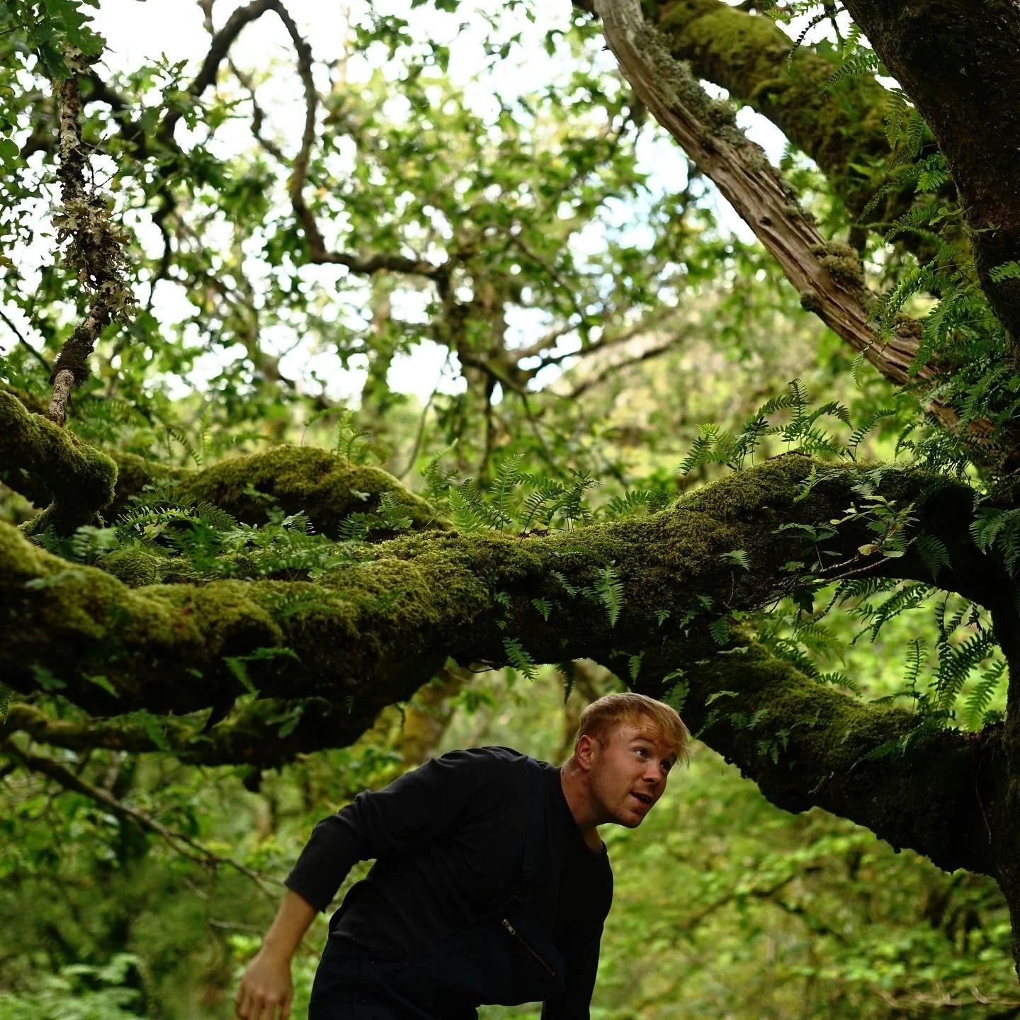 Staying inside a Celtic rainforest: what it's actually like to wake up in one of Britain's rarest landscapes