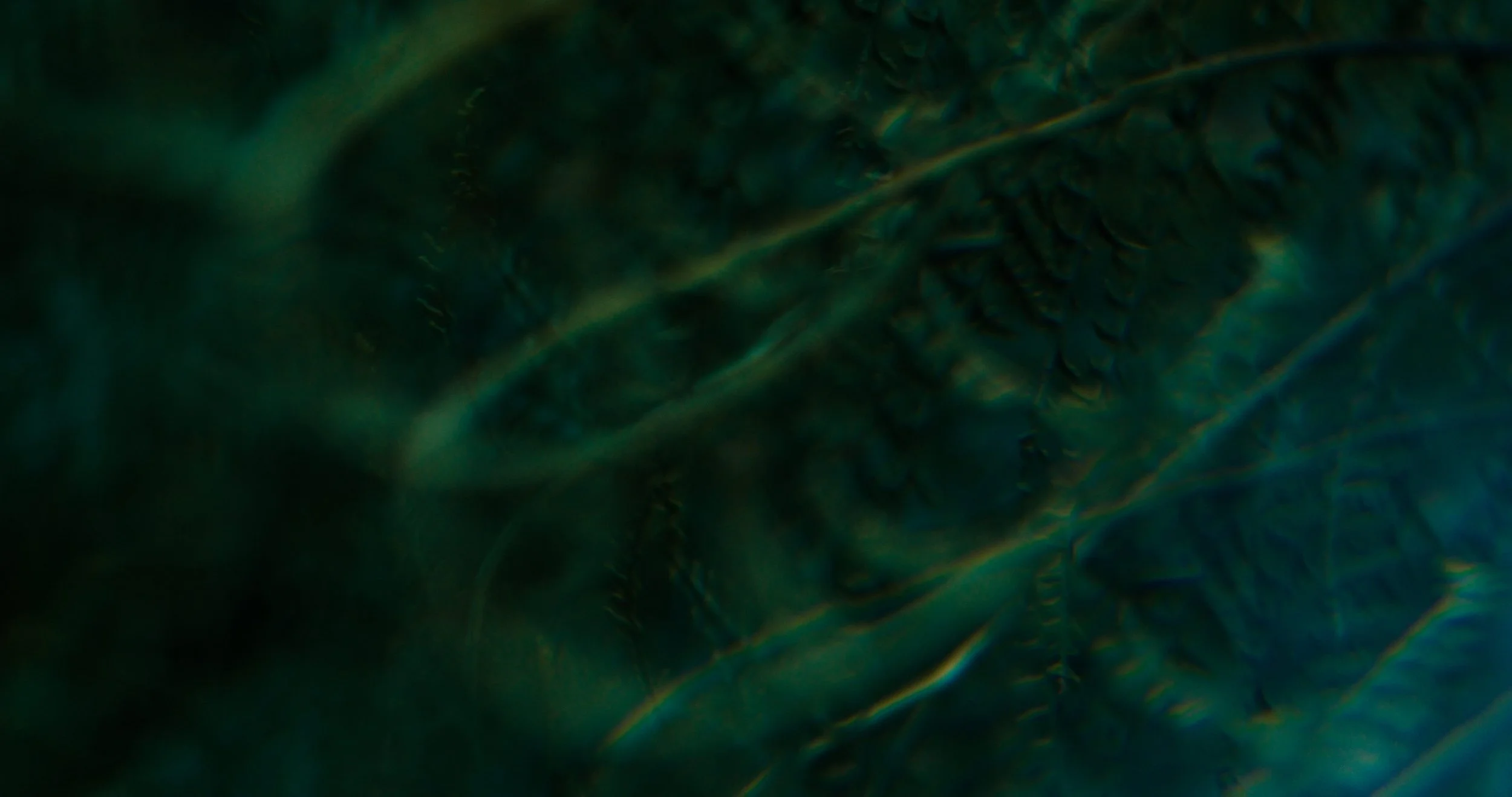 OCTA_FrameGrabs-33 (1).jpg