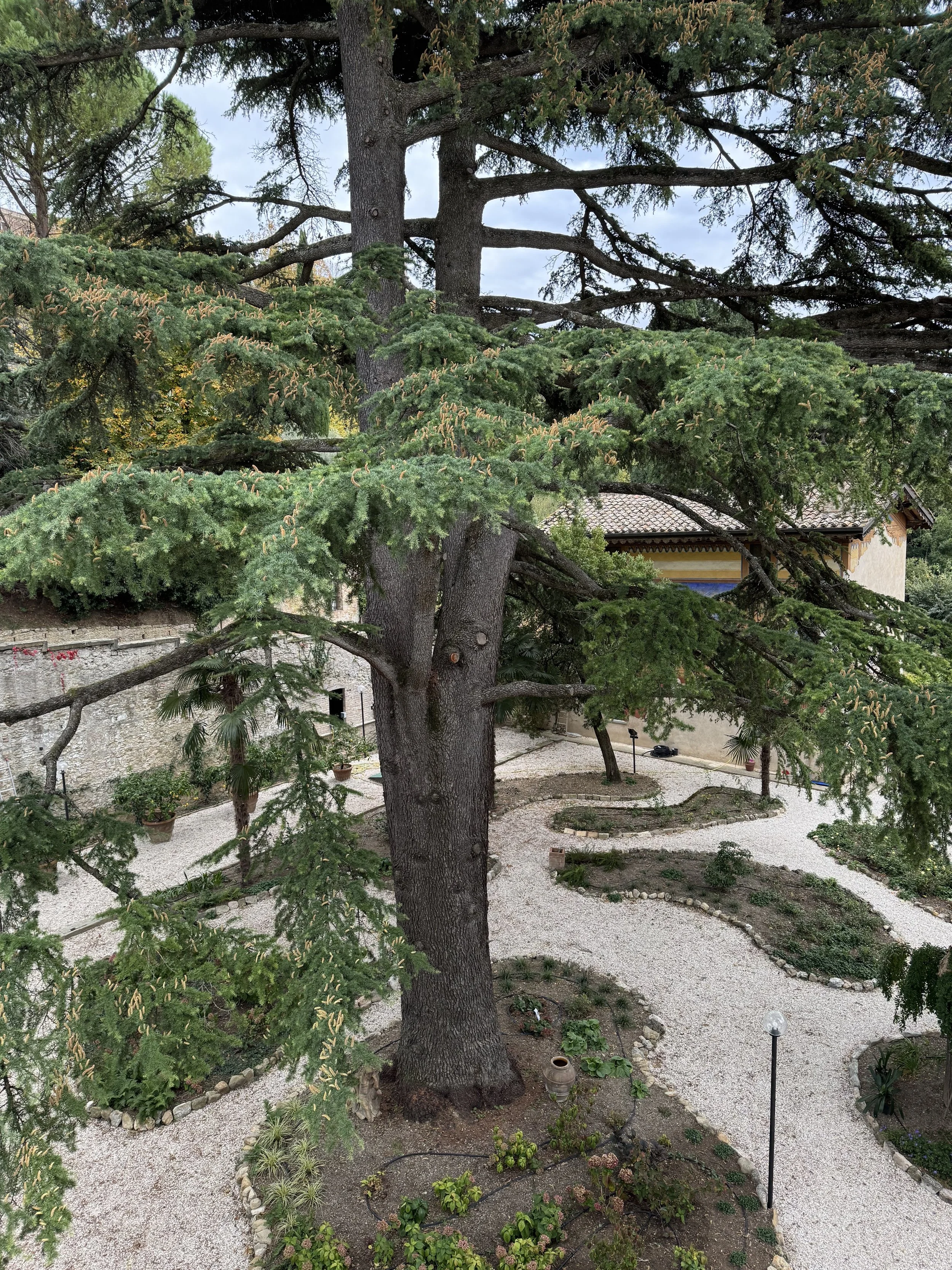 Giardino con ampio albero e bordure di piante, sentieri di ghiaia, e un edificio sullo sfondo.