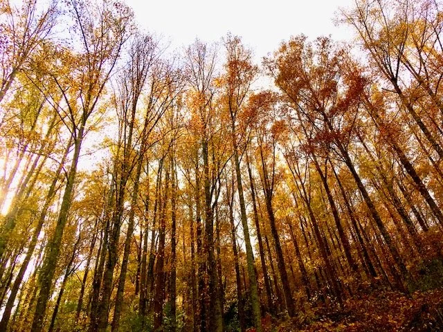 Tall trees with autumn leaves in a forest during sunset.