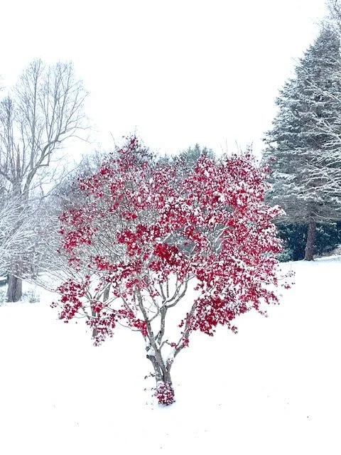 A small tree with red leaves in a snowy landscape with bare trees and snow-covered ground.