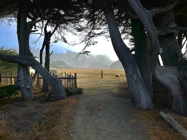 A dirt path leading through a grove of large, weathered trees toward an open grassy field with a fence on the left and simple houses in the distance, under a cloudy sky.