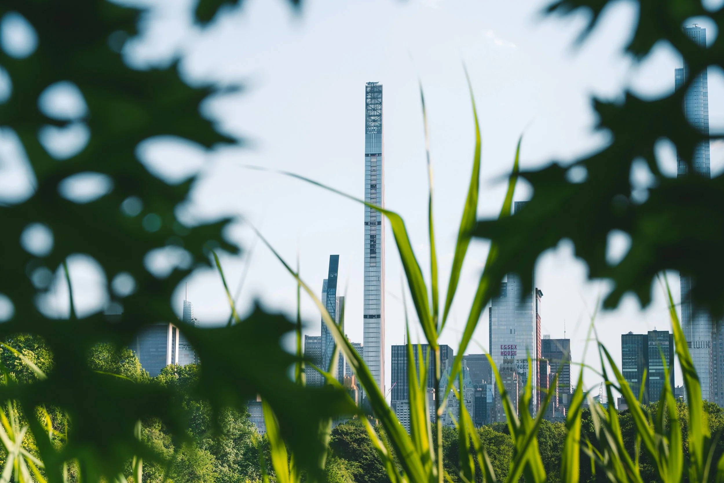 Tall modern skyscrapers seen through green foliage in a city park.