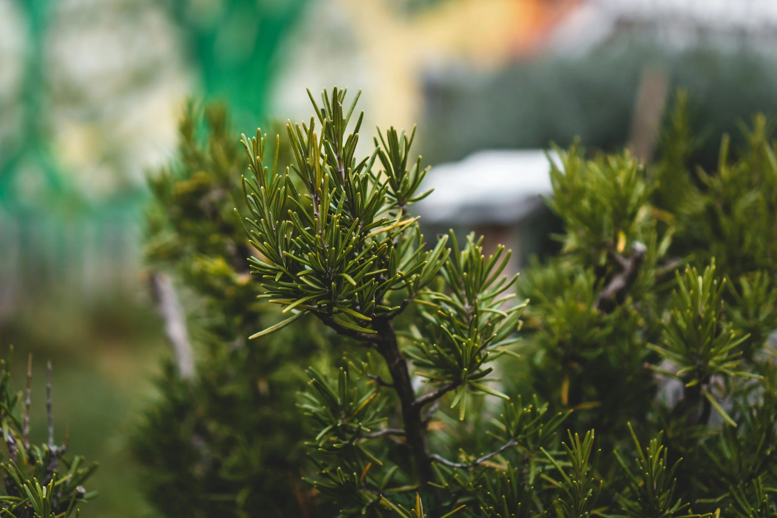 ADVENT ADVENT im M32