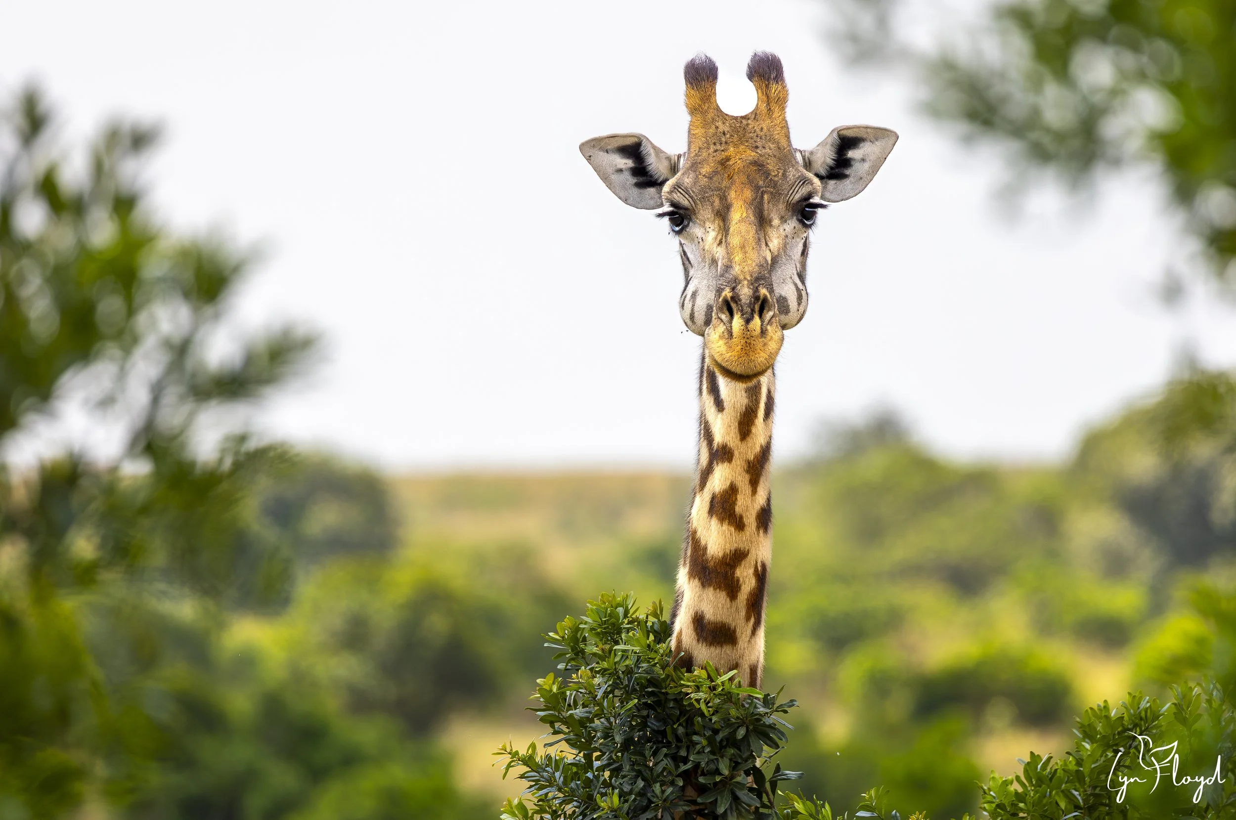 _Can anybody see me_ Giraffe Kenya.jpg