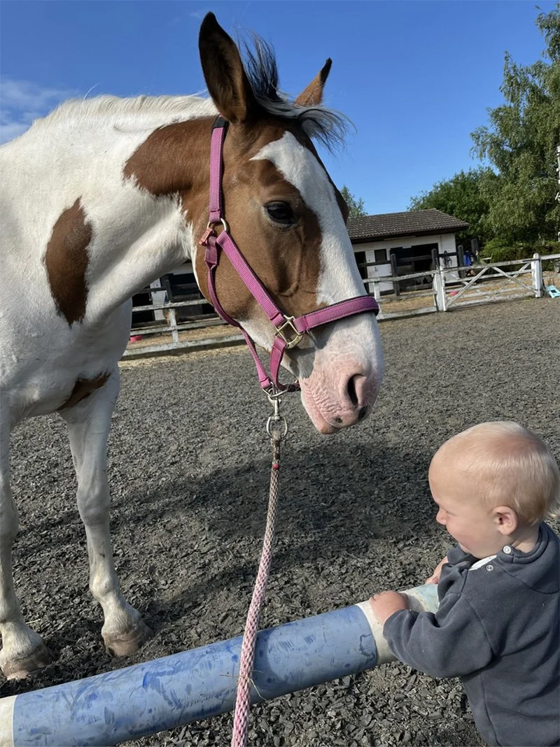 A young child with blonde hair and a gray hoodie interacts with a brown and white paint horse wearing a pink halter at an outdoor riding arena. The horse is standing on gravel, and there is a wooden fence and a small building in the background under a blue sky with some trees.