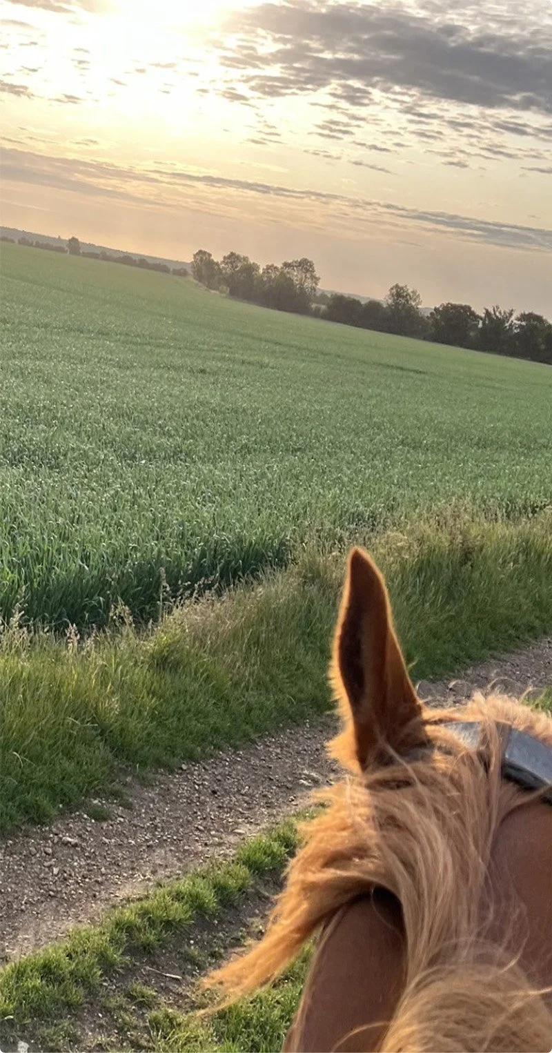 View of a green field at sunrise or sunset with trees in the distance and part of a horse's head and ear in the foreground.