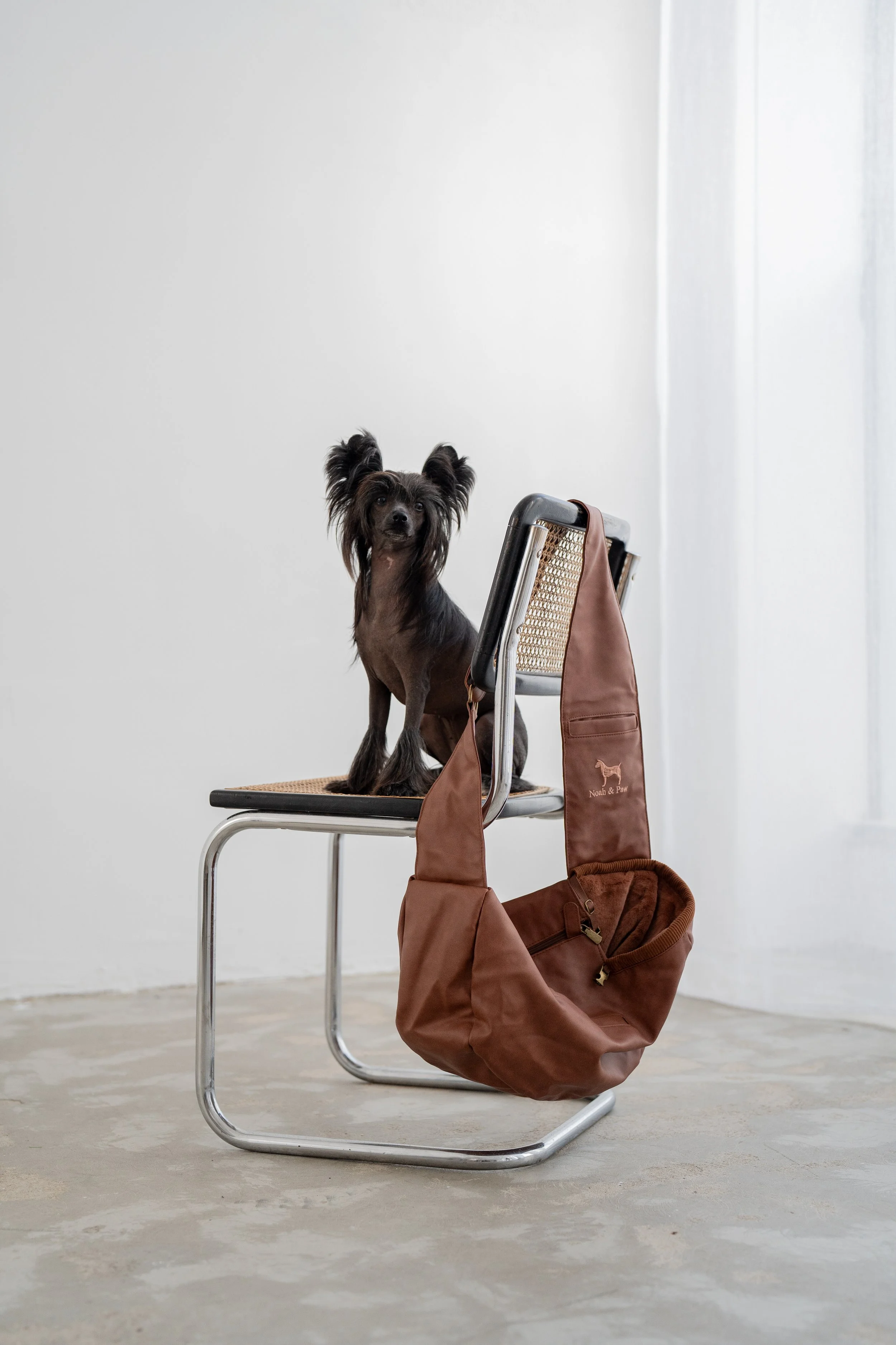 Noa-Paw-sala86-LeTerrierStudio-1.jpg