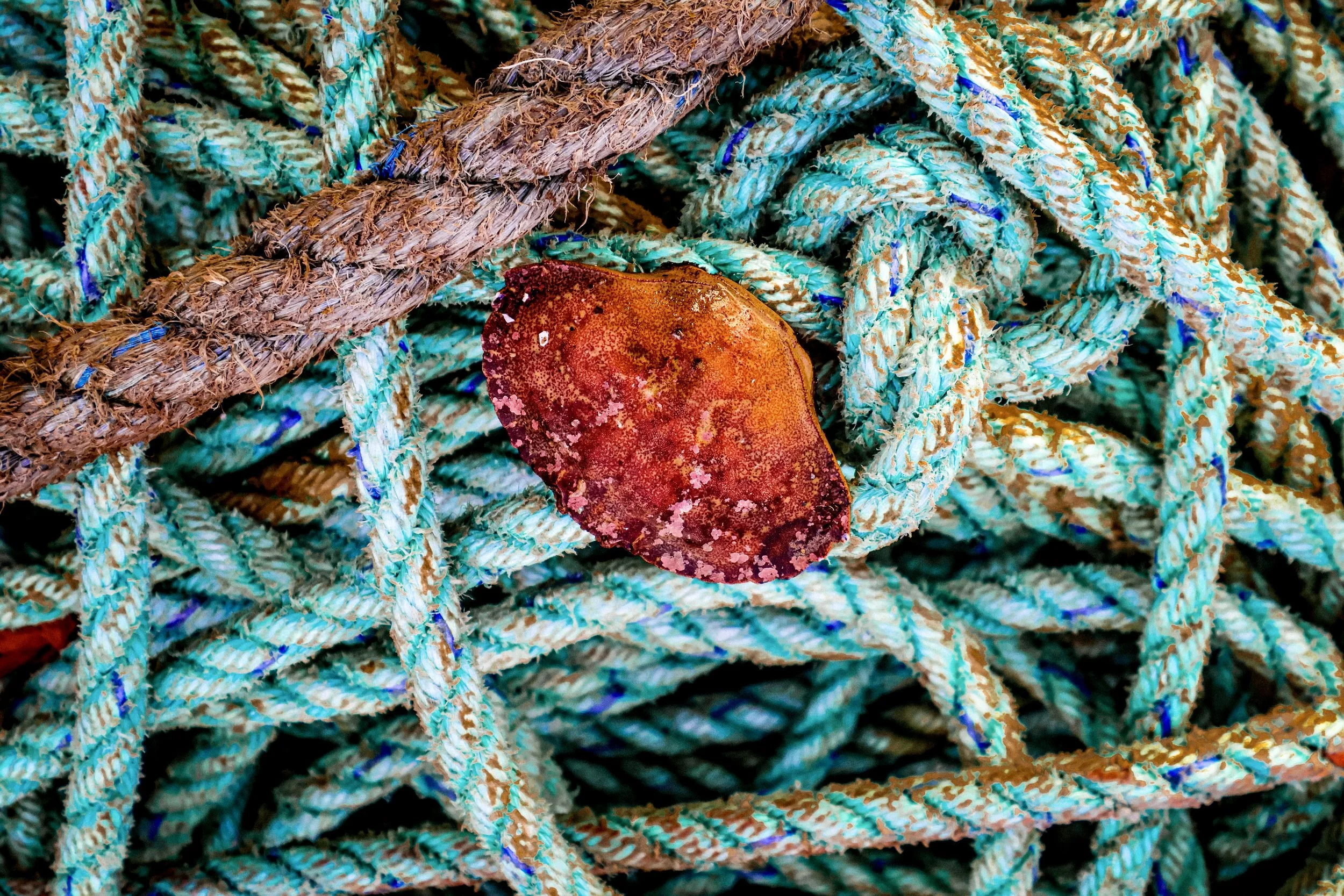 A red, speckled seashell resting on tangled, weathered ropes that are blue and beige with hints of brown.