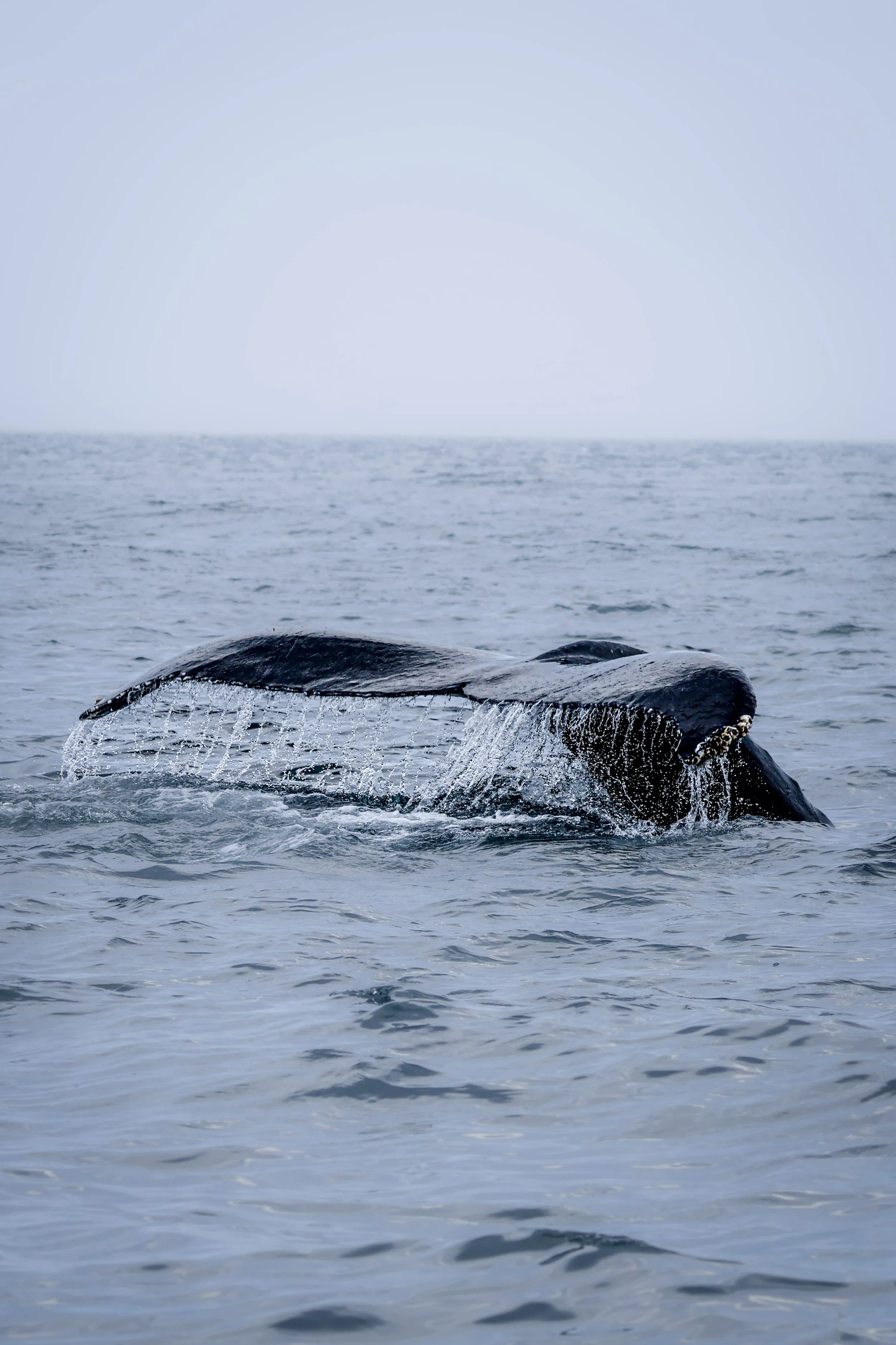 A whale's tail emerging from the ocean with water splashing around it.
