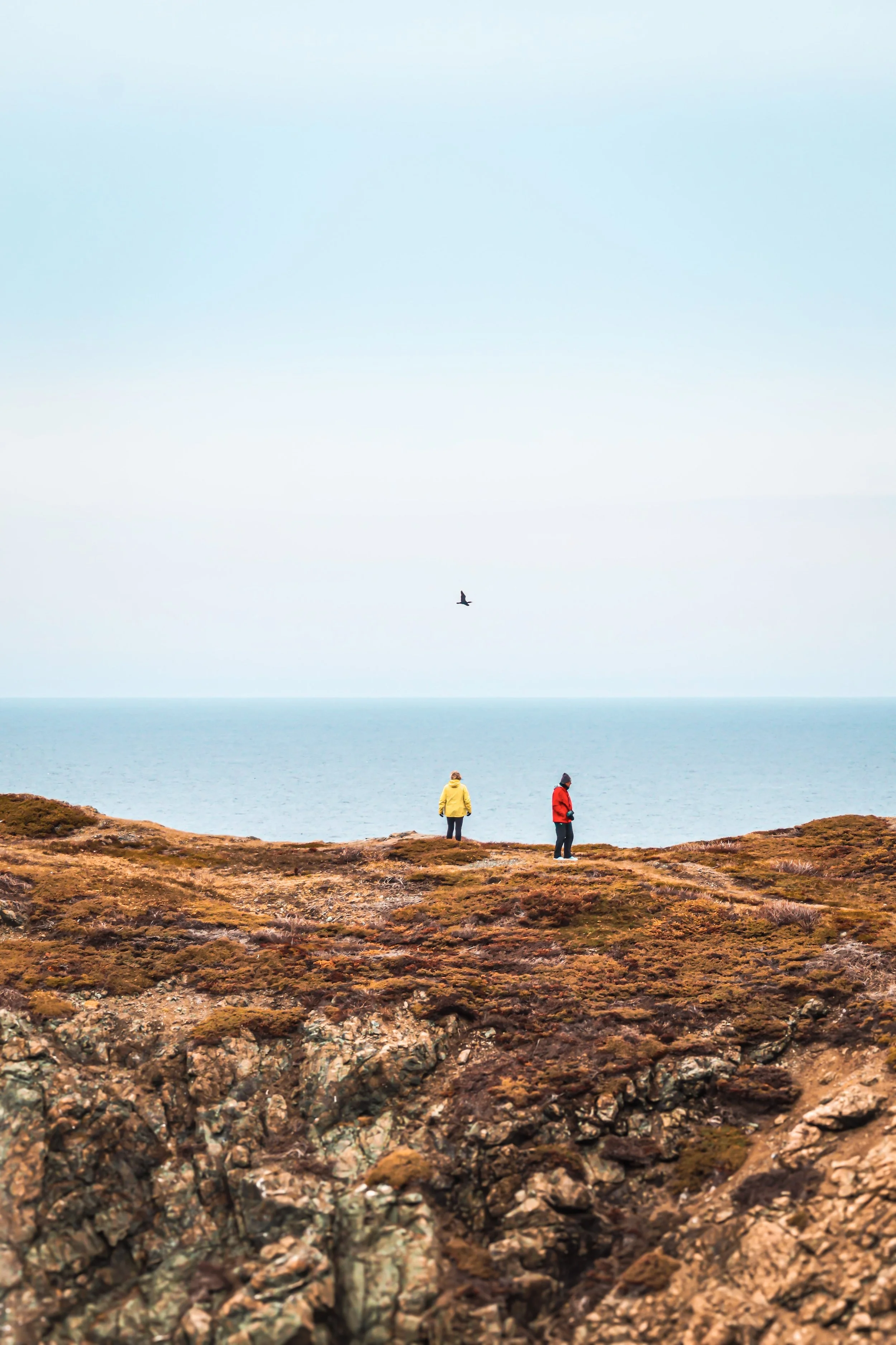 Two people stand on a rocky coastal landscape with the ocean in the background, while a bird flies in the sky above them.