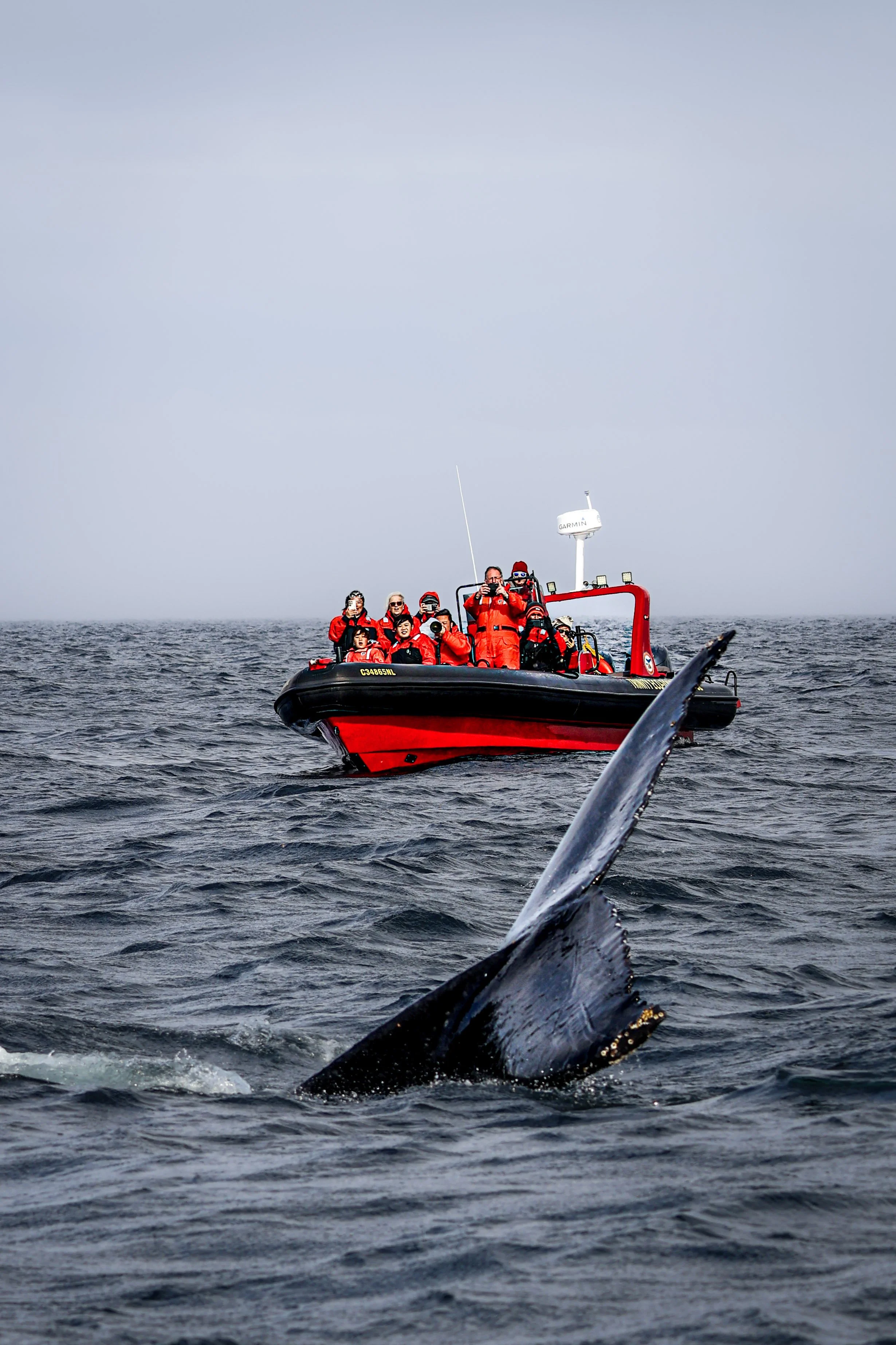 A whale's tail sticking out of the water with a research boat and a group of people observing in the background.