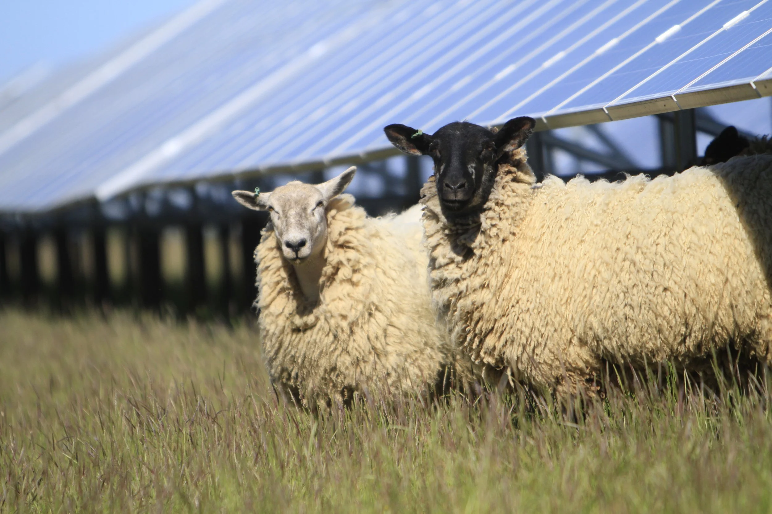 Two sheep standing in a grassy field with solar panels in the background.