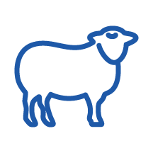 Outline of a sheep in blue.