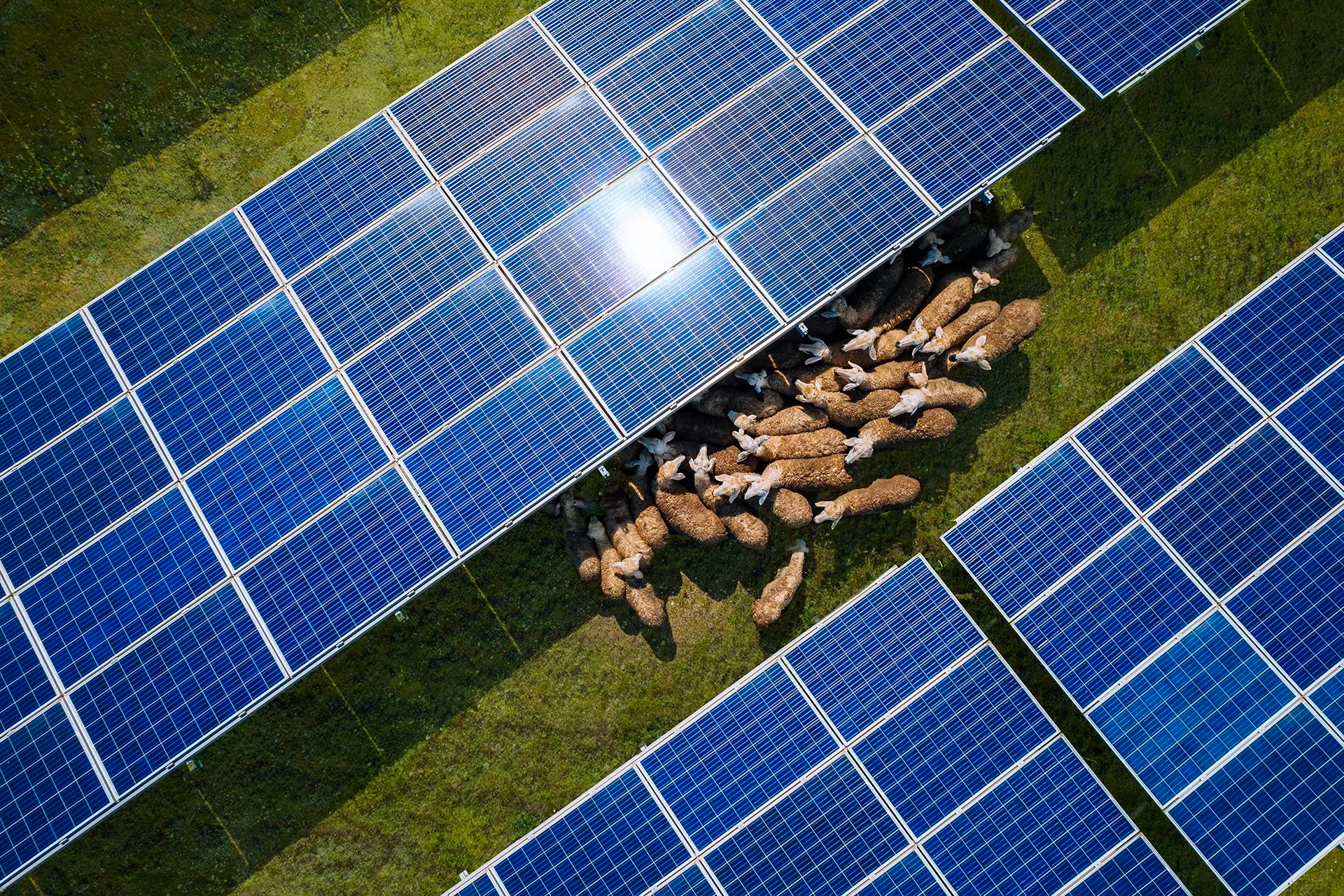 Aerial view of solar panels with a flock of sheep underneath and around them.