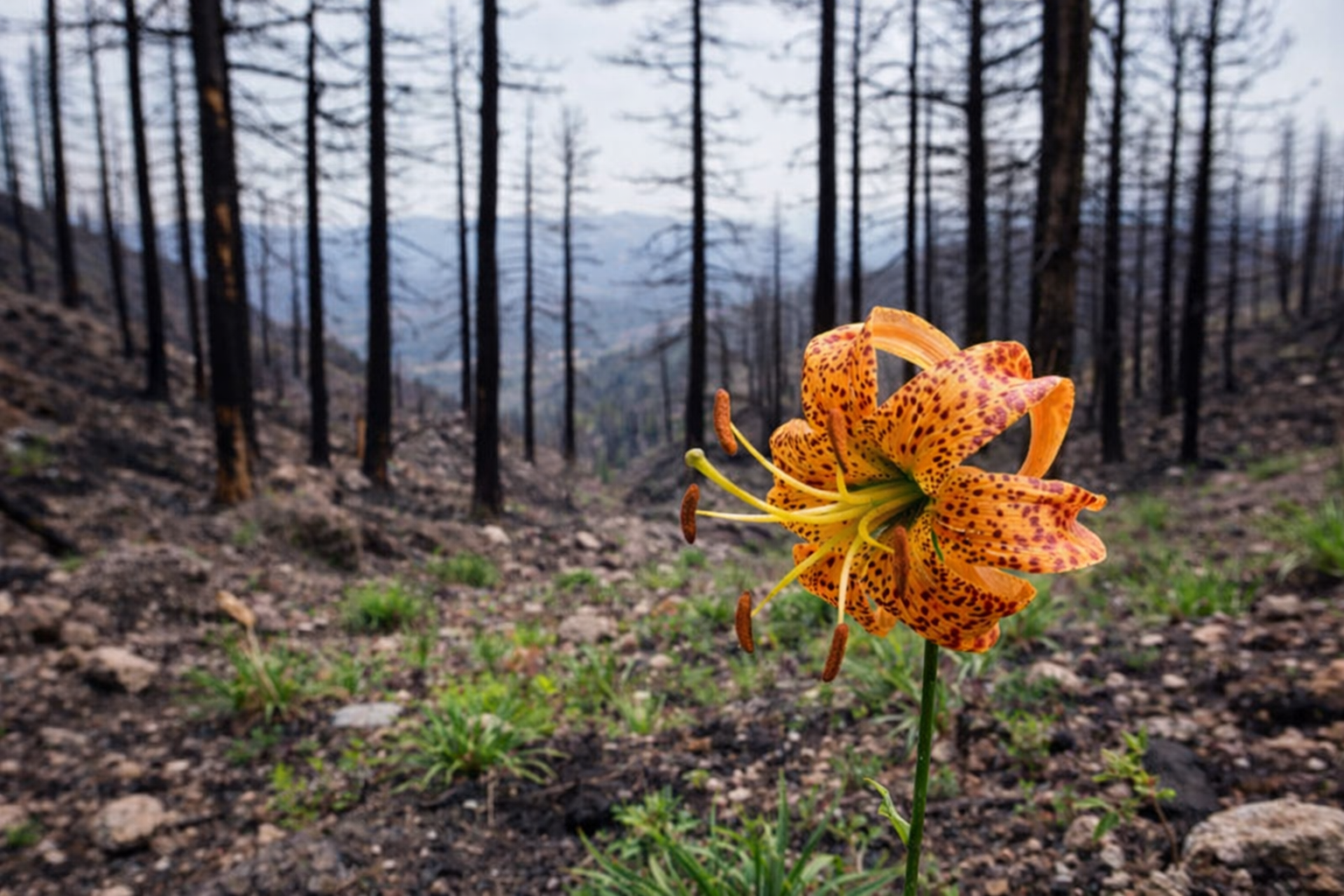 The Fire Lily: What Grows After the Burn