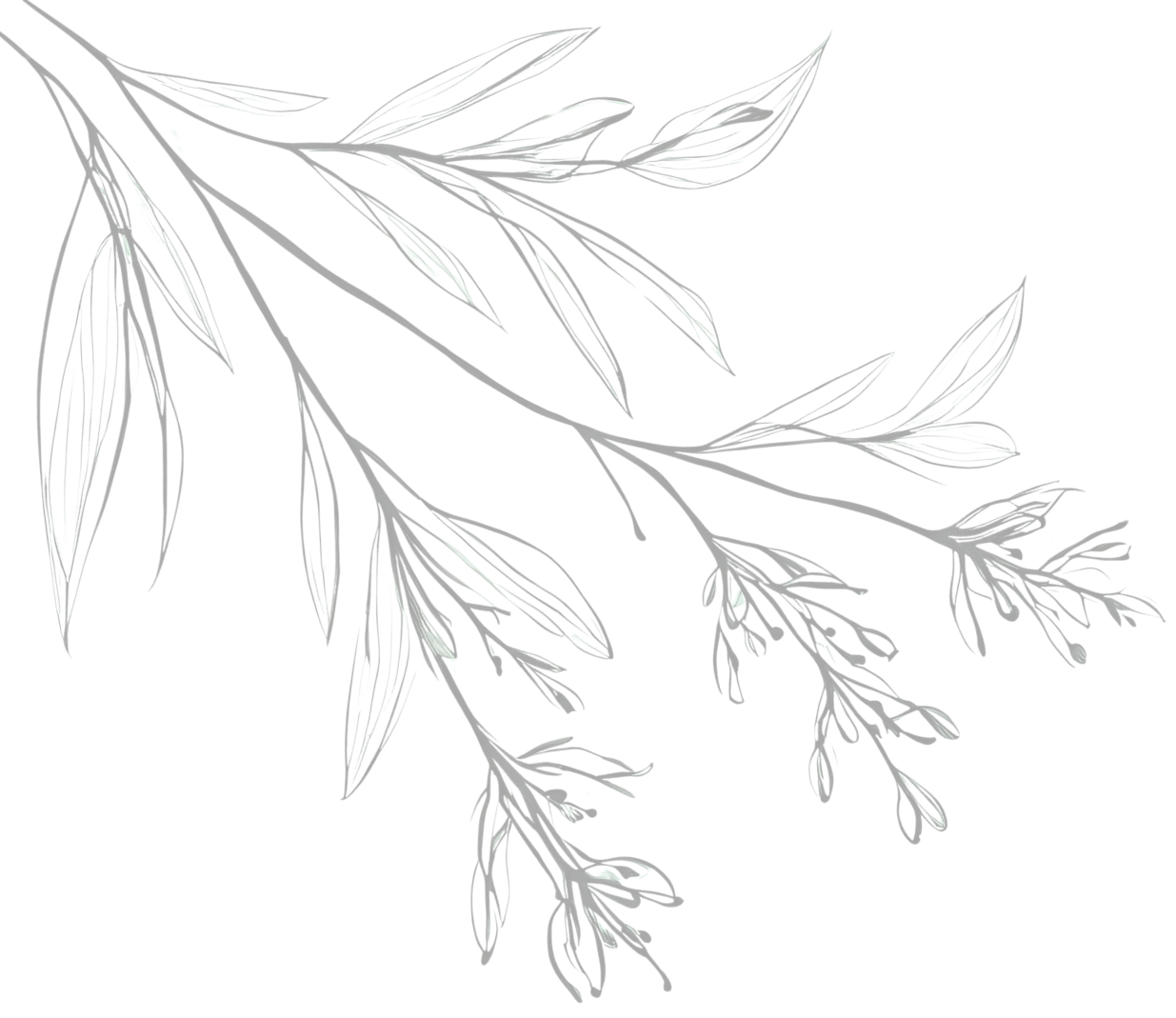 Delicate white line drawing of tree branches with long leaves and small buds against a black background.