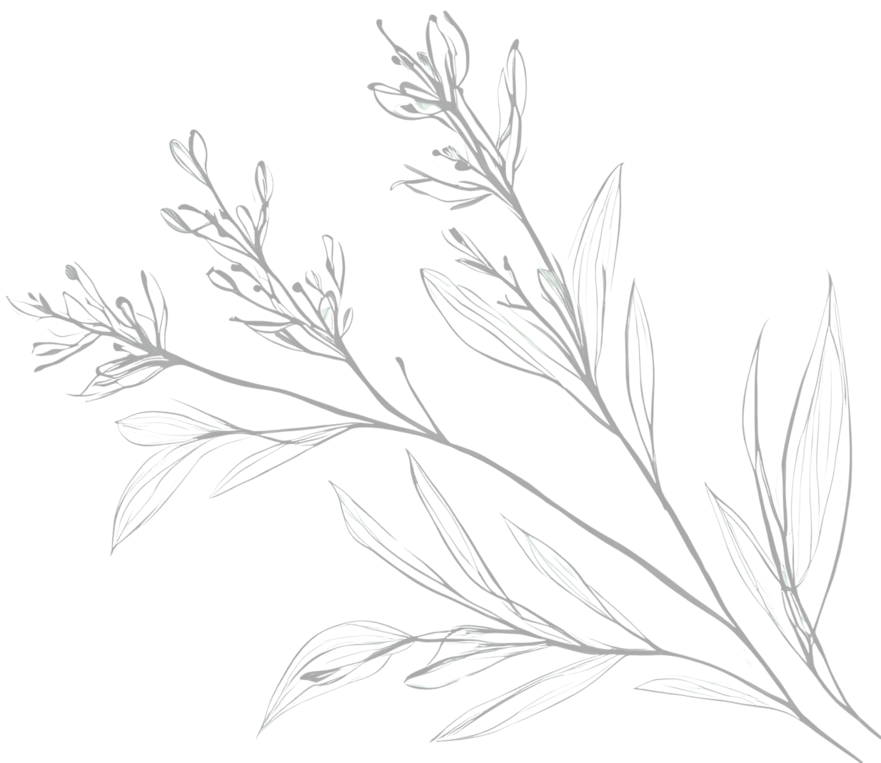 Outline drawing of a sprig with elongated leaves and small buds.