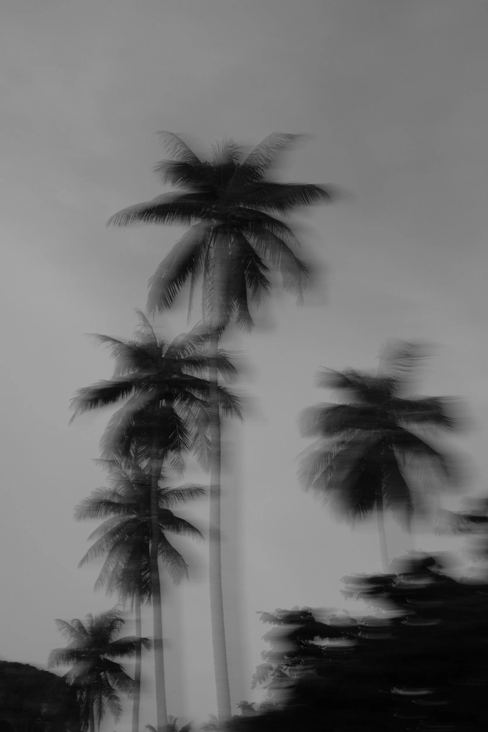 Black and white photo of palm trees in motion, creating a blurred, layered effect.