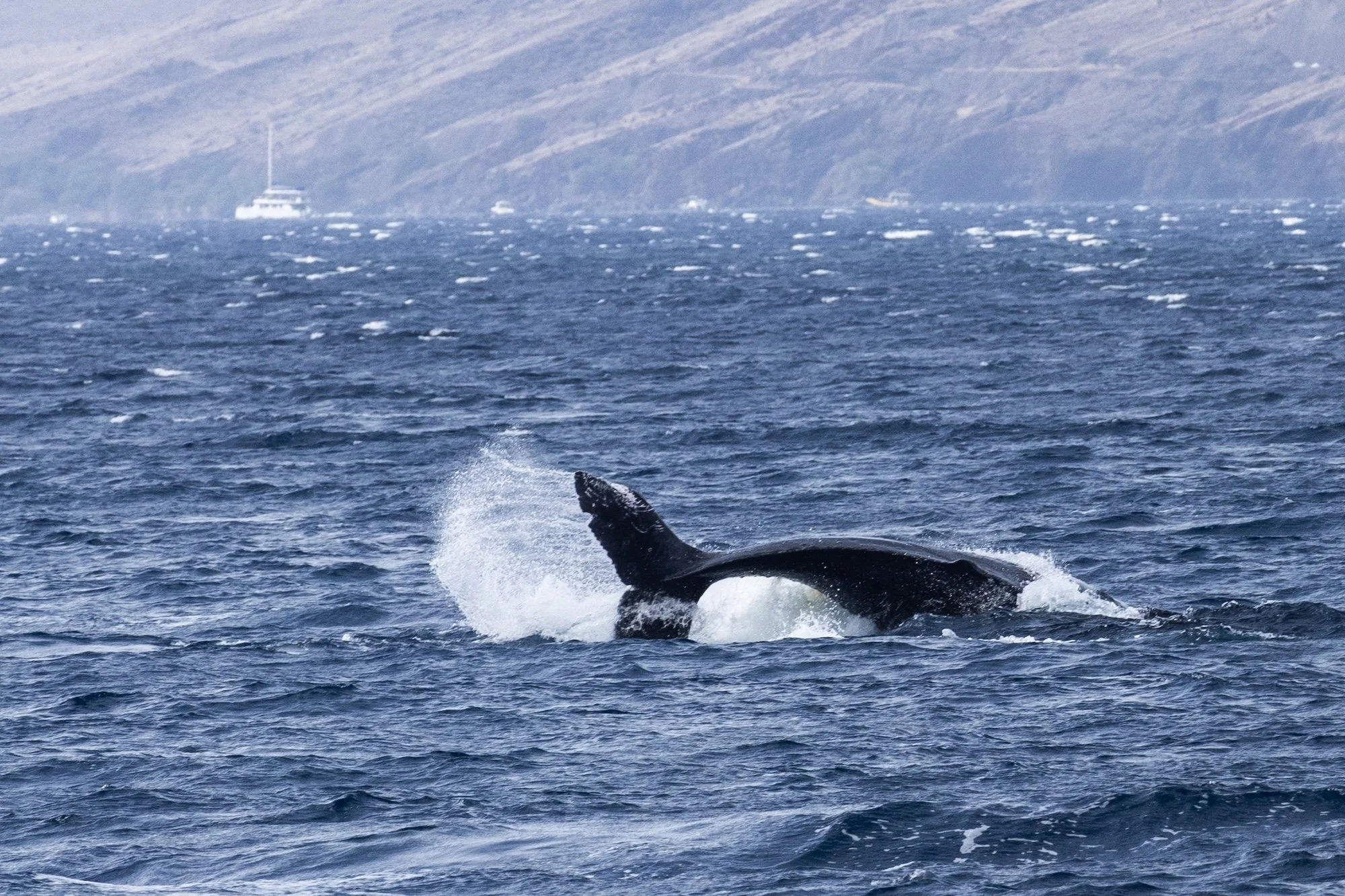 Whalewatching auf Maui, Hawaii