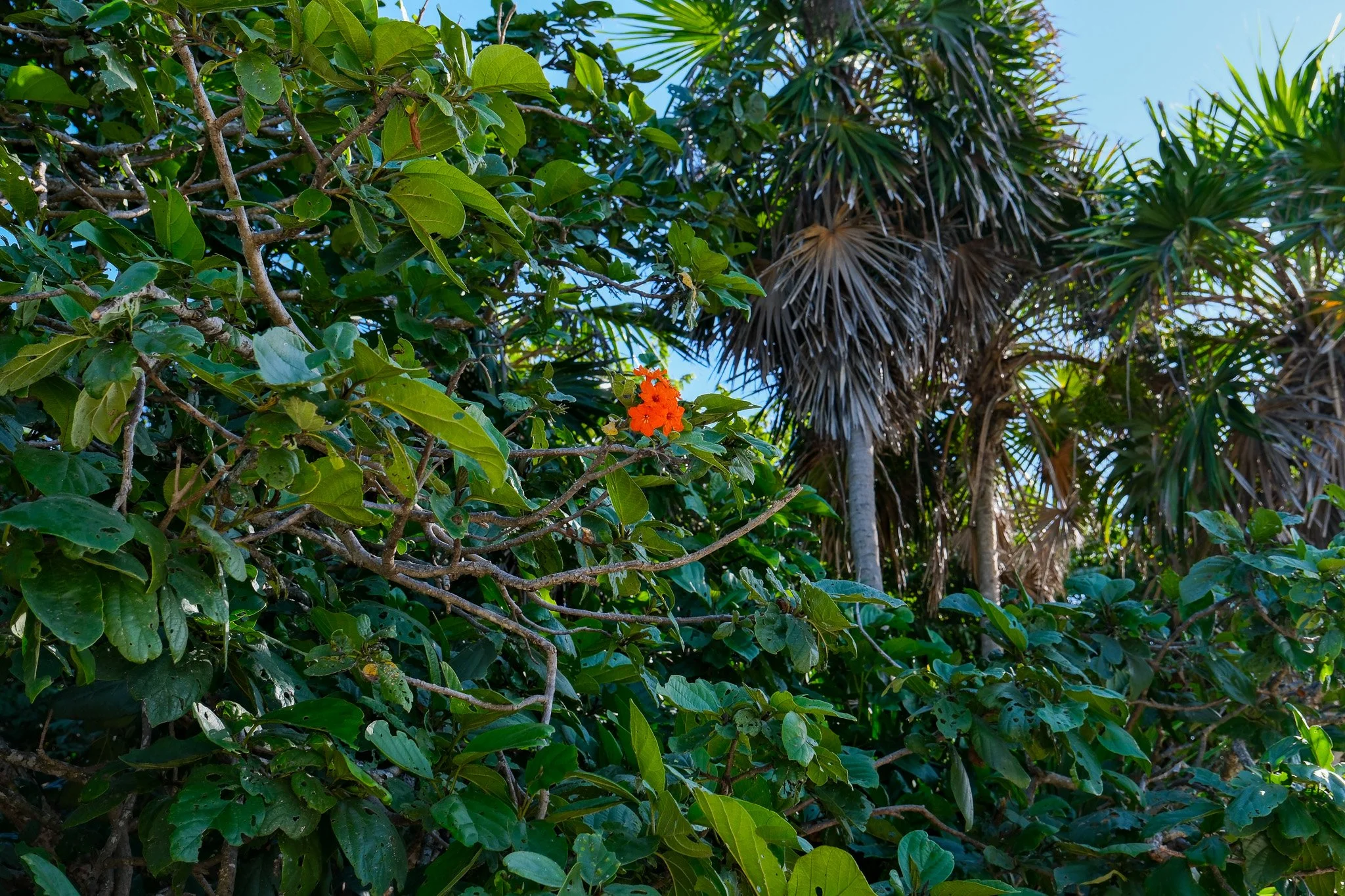 DSCF5628.jpg