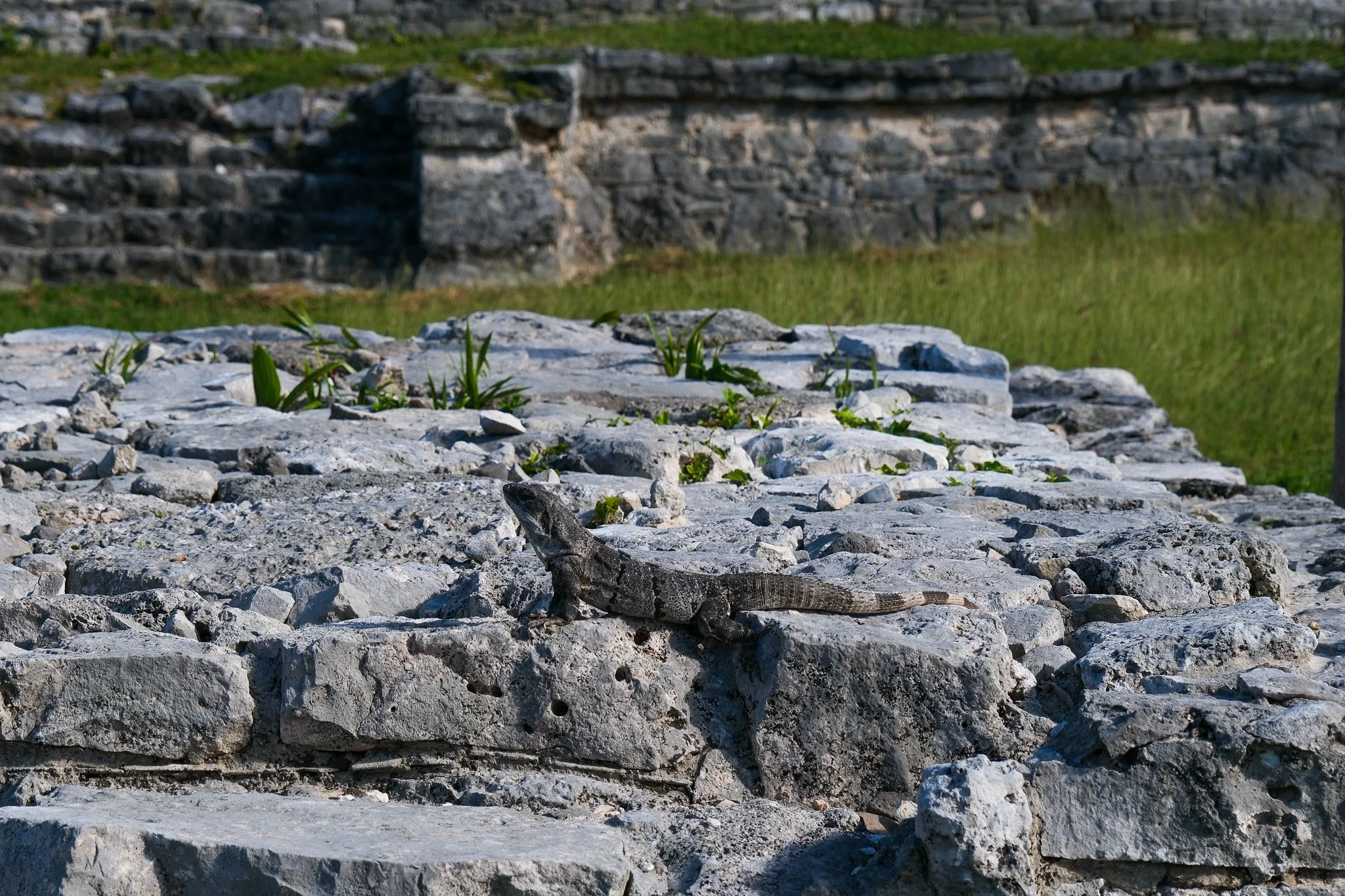 DSCF5684.jpg