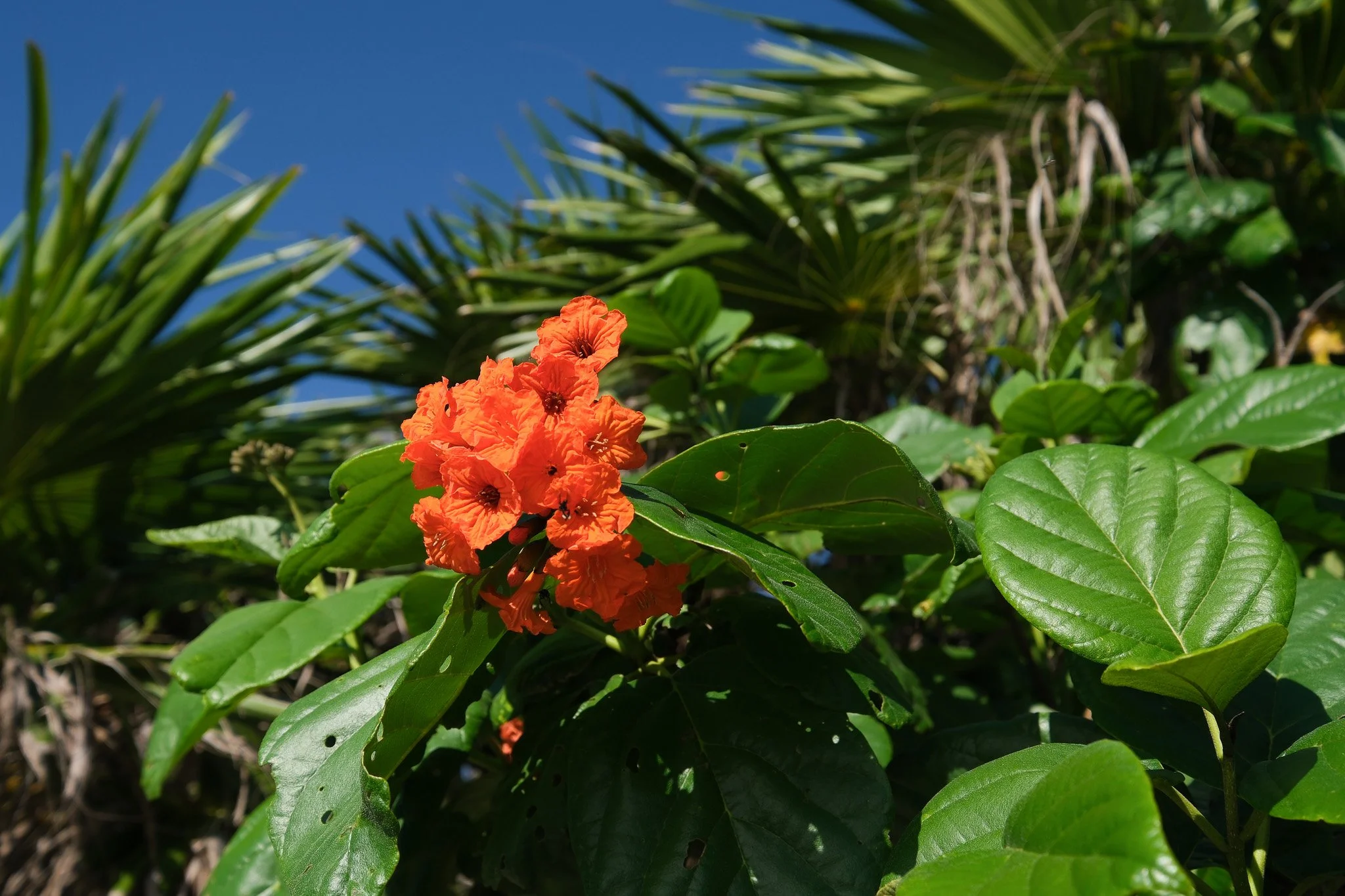 DSCF5718.jpg