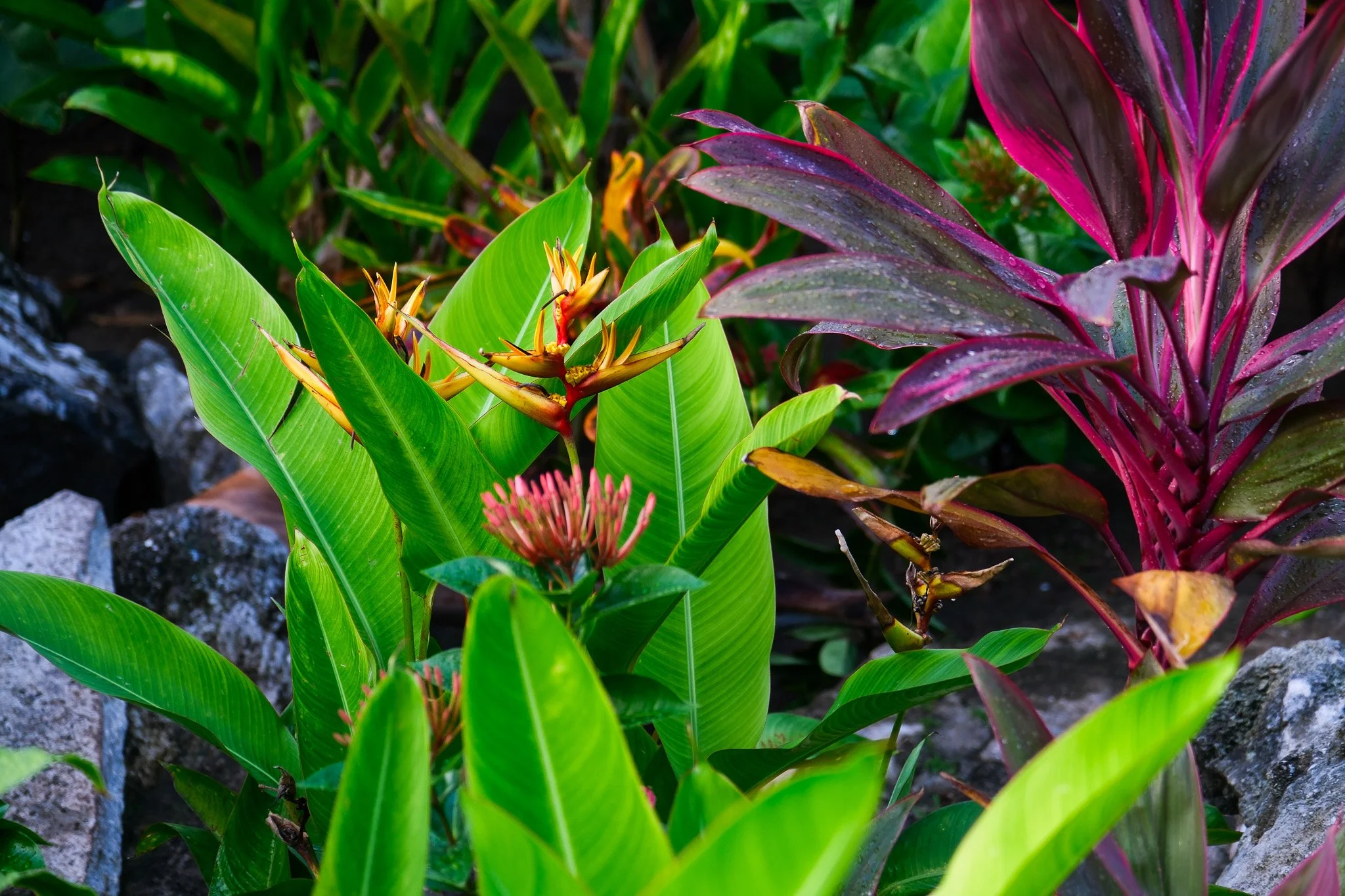 DSCF5852-2.jpg