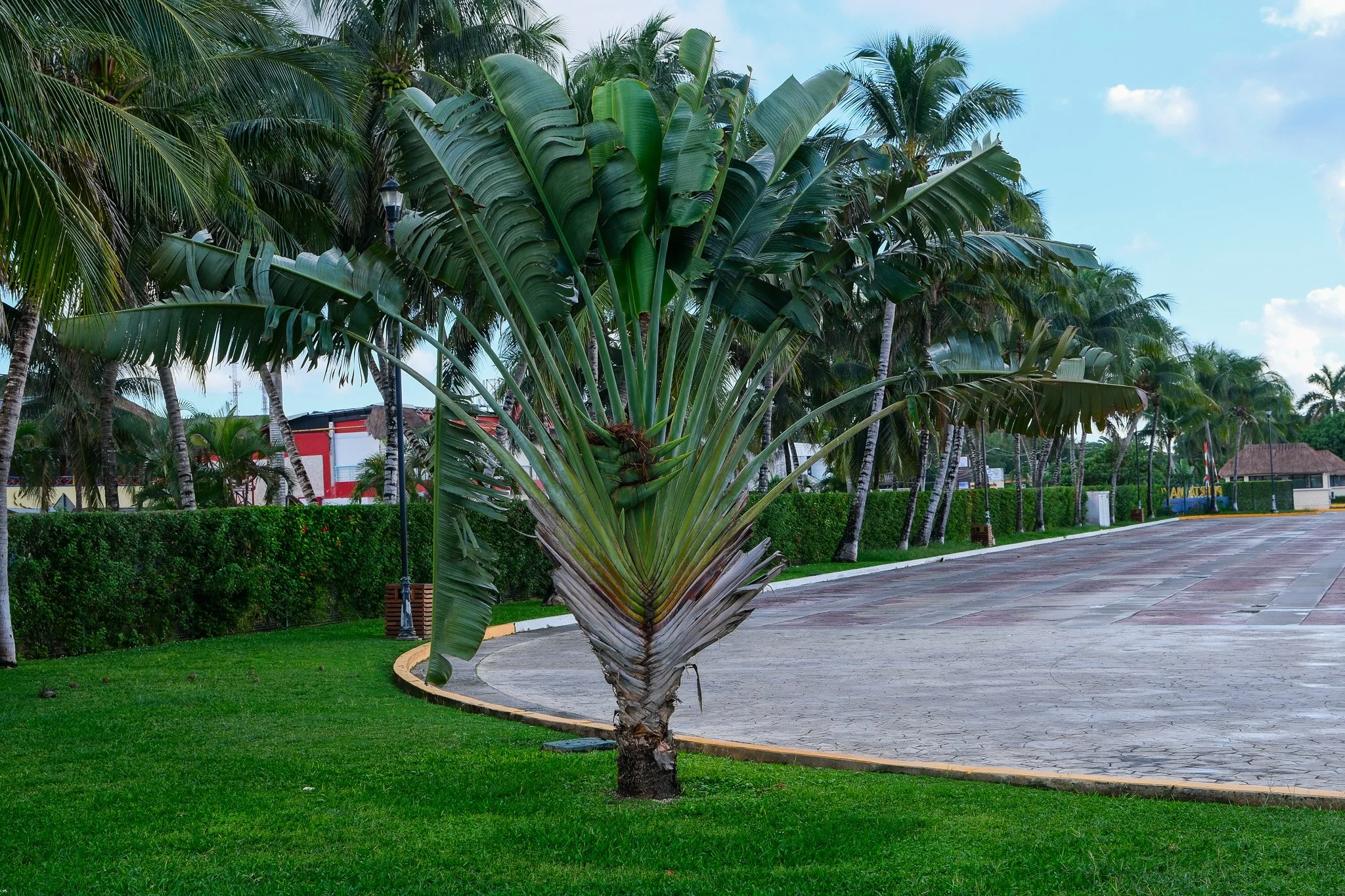 DSCF5862-2.jpg