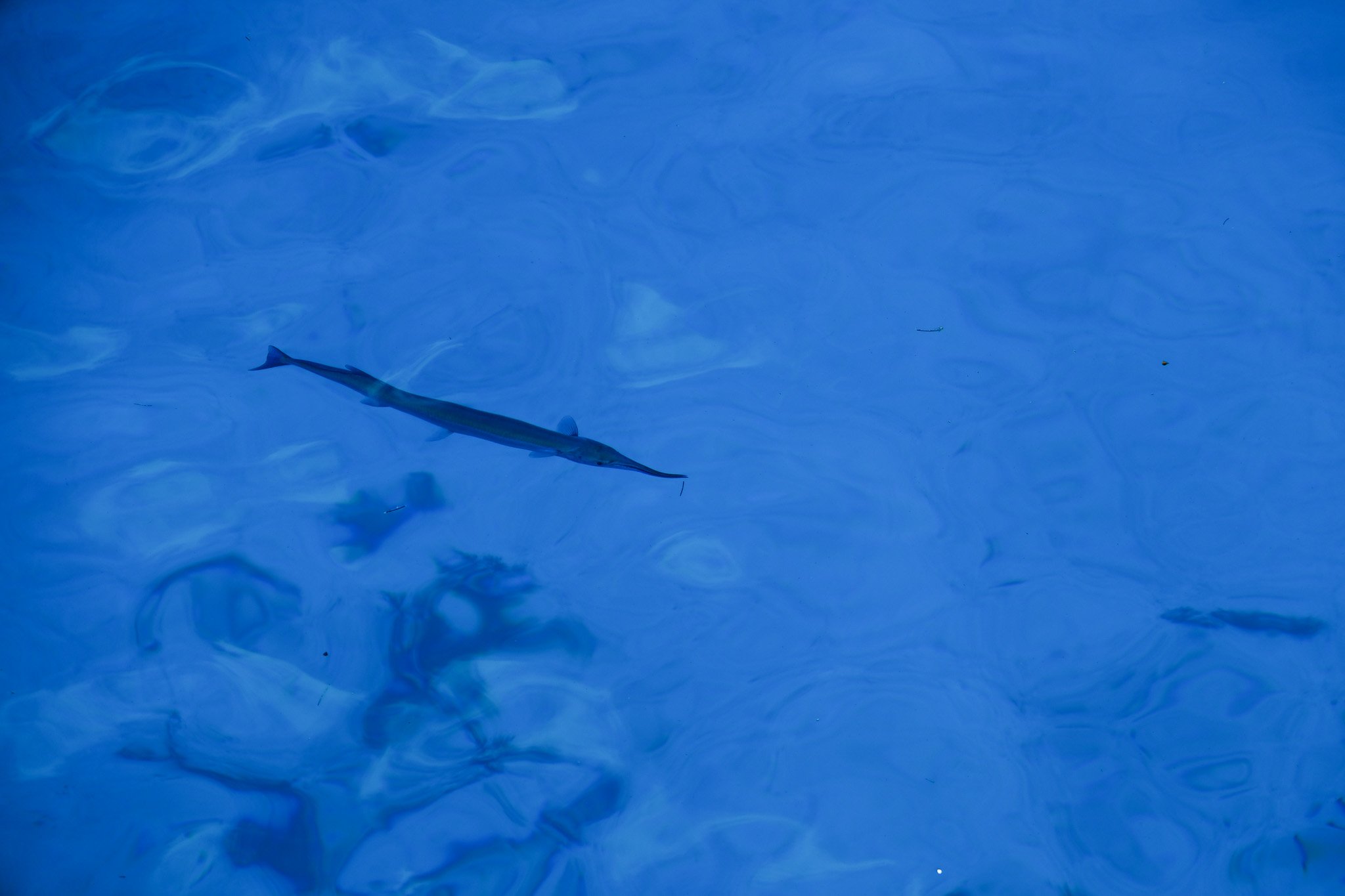 DSCF5888.jpg
