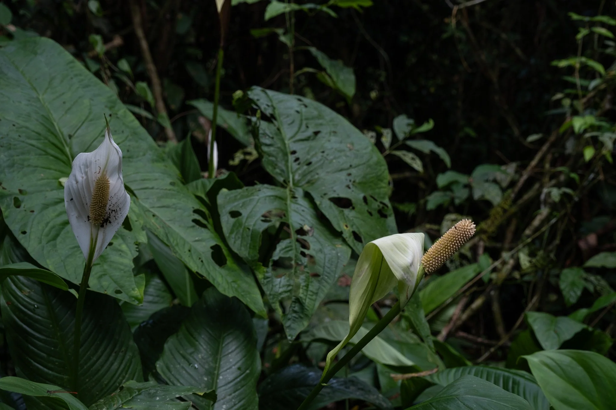 DSCF6335.jpg