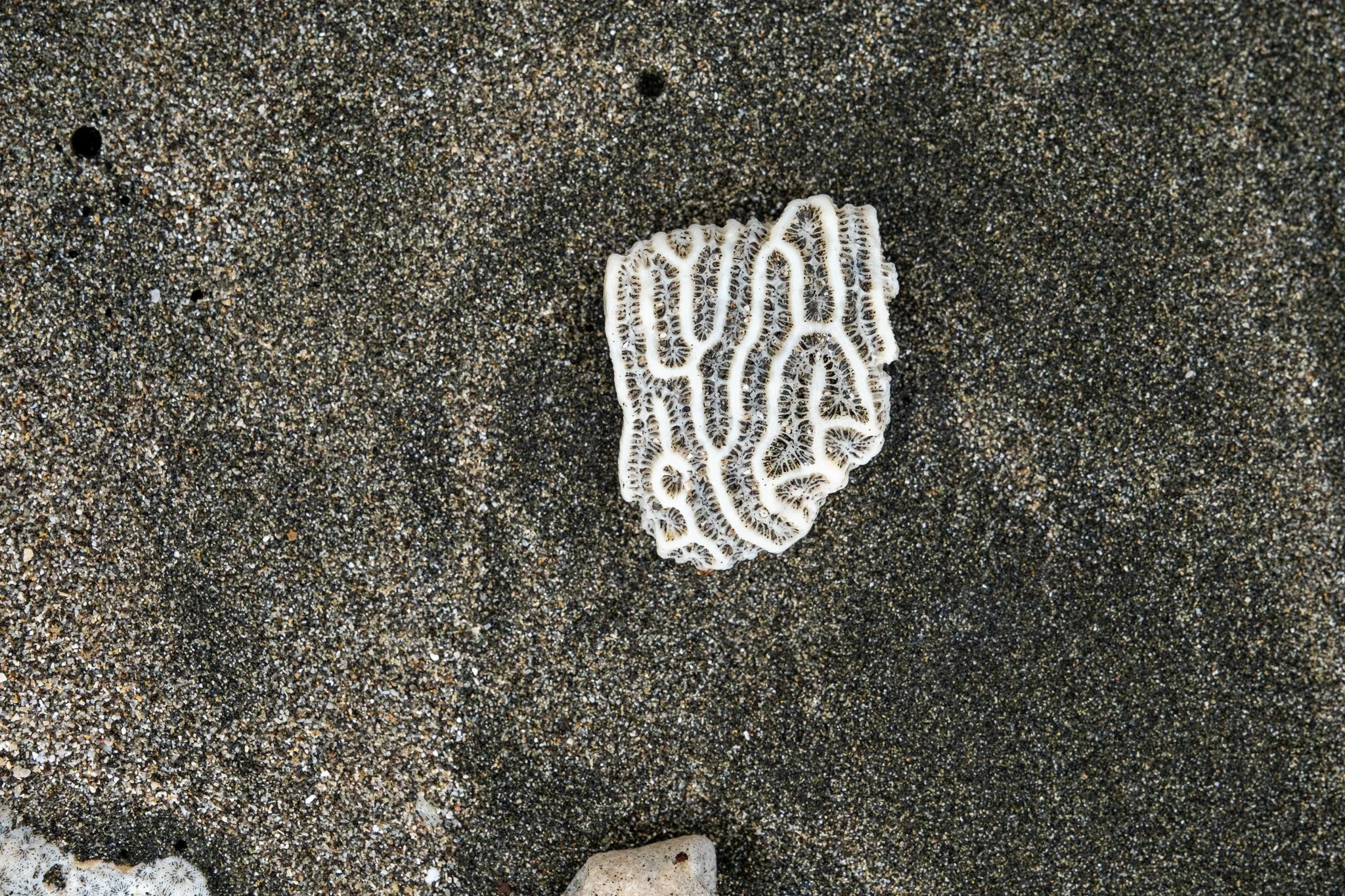 DSCF6387.jpg