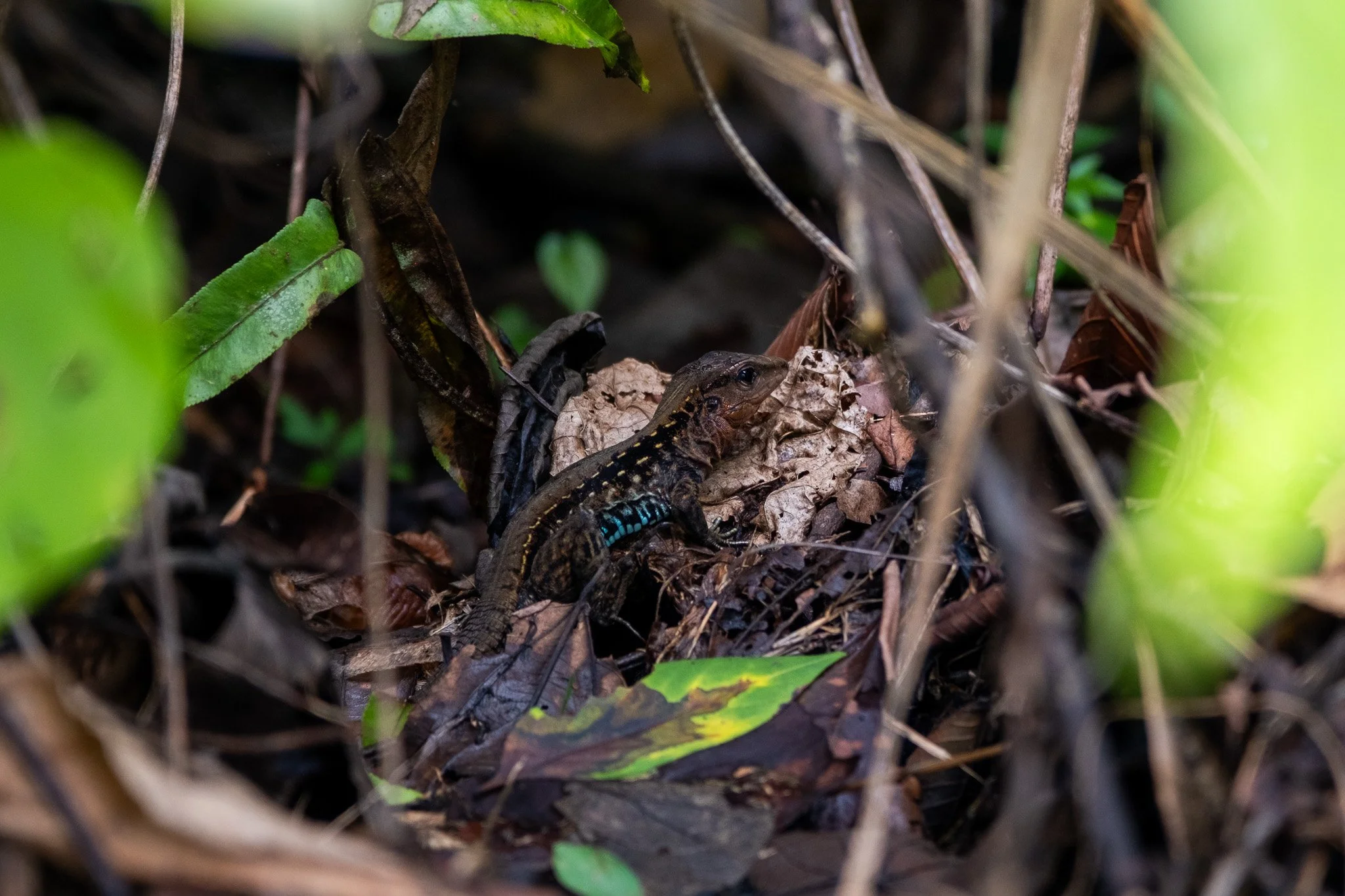 DSCF6409.jpg